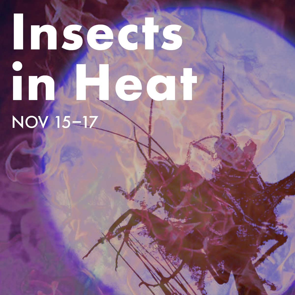Insects in Heat