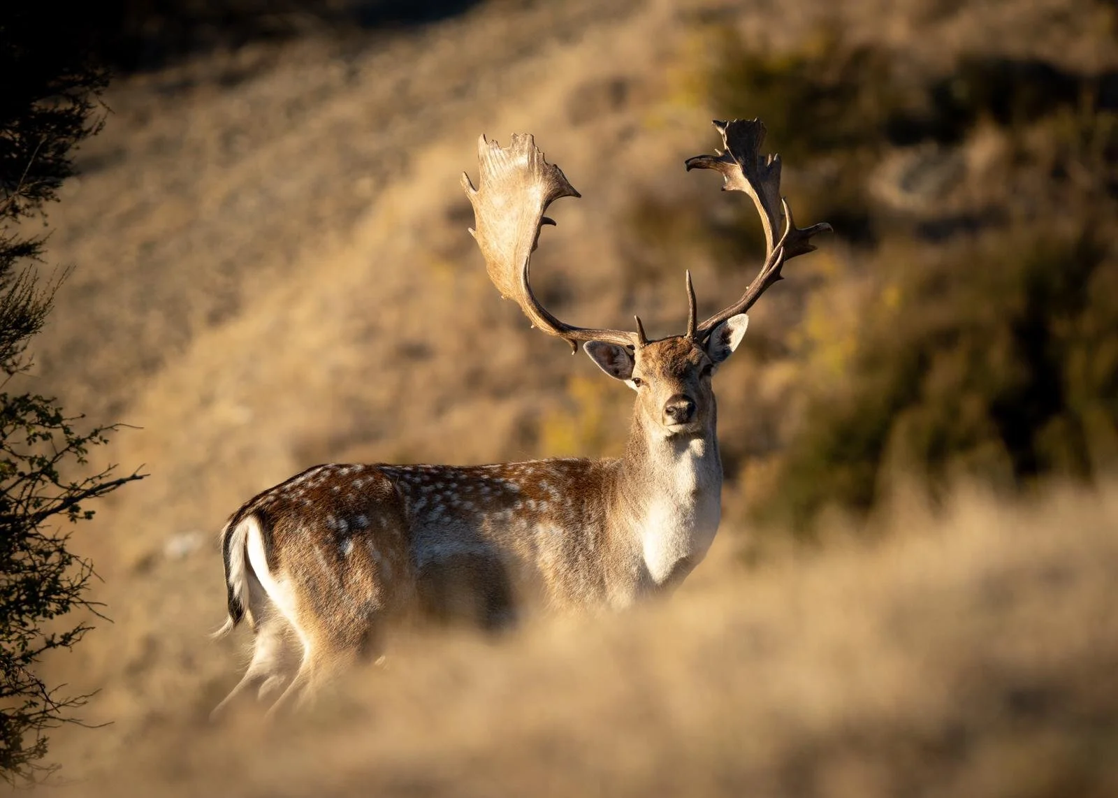 1474cfd6-6b5c-41aa-a9a6-4a7b917203ea.jpg