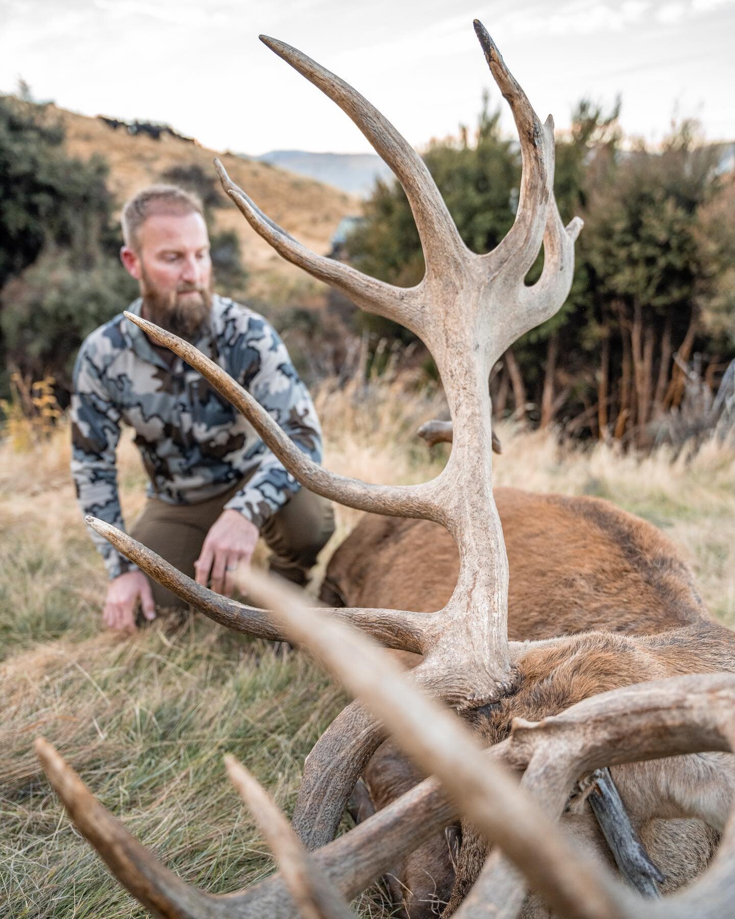 The thrill of the hunt&hellip; a beautiful stag taken this week with photos by guide @joe.fluerty 

#exclusiveadventuresnz #newzealand #newzealandhunting #huntnewzealand #redstag #redstaghunting #kuiu #kuiunation #whatgetsyououtdoors #deerhunting #de