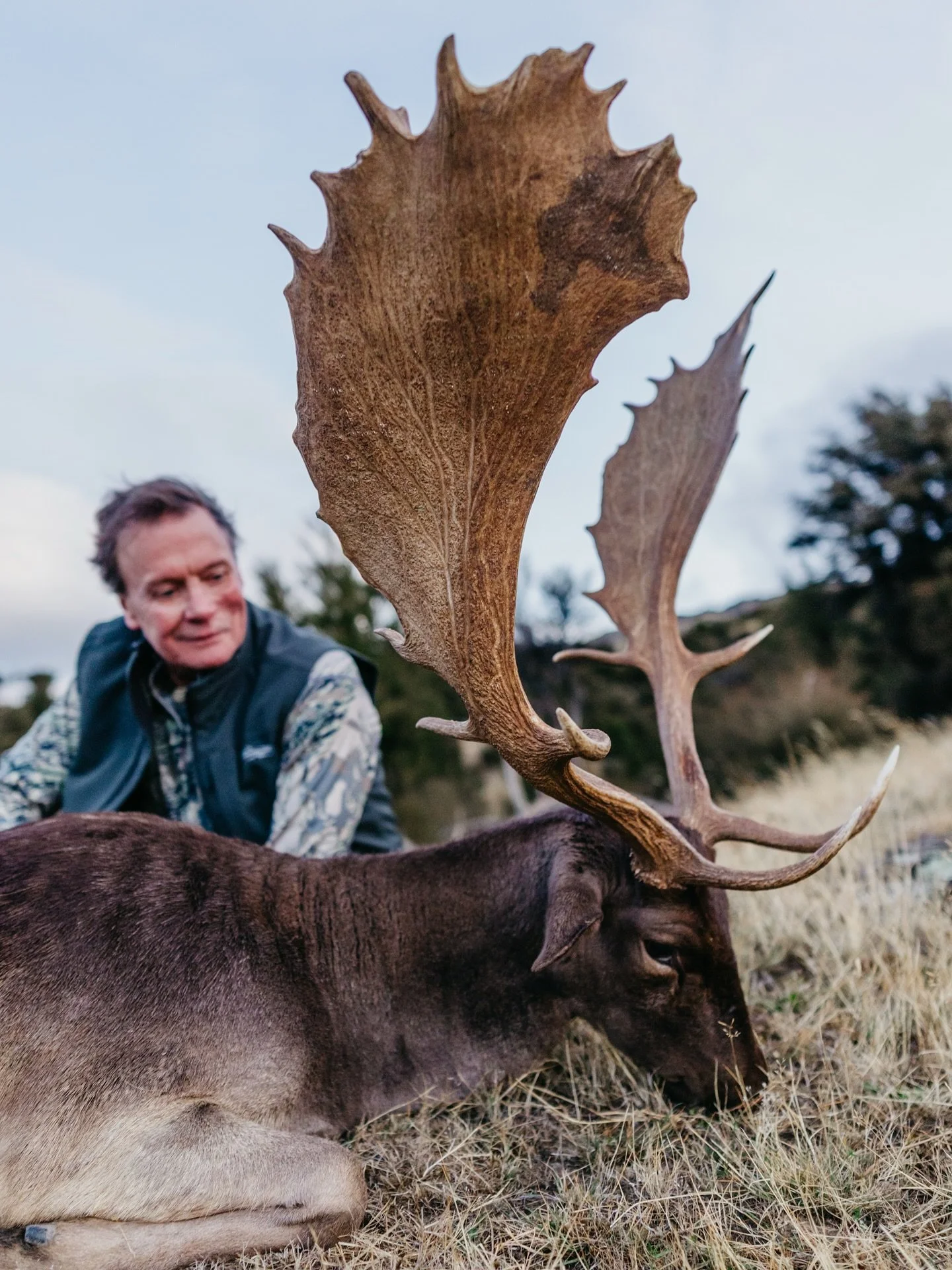 Monster chocolate fallow buck 😍 these trophies are seriously stunning! 

Hunt fallow deer along with giant red stags, elk, tahr, chamois, and more species with us in New Zealand. We have limited availability for our 2026 season and are booking into 