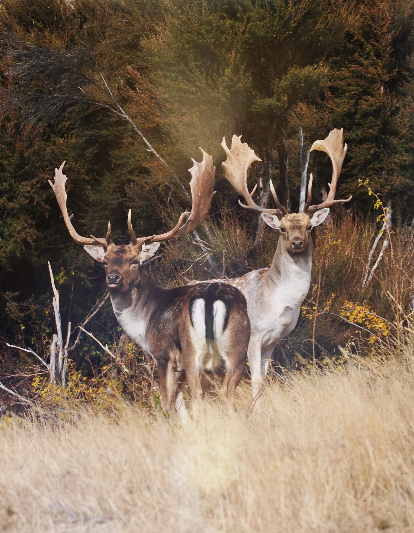 Double trouble…. Which one are you taking? Left or right? 
get in touch to learn more about hunting fallow deer in New Zealand alongside giant red stags, elk, tahr, chamois, and more. 
#exclusiveadventuresnz #newzealandhunting #bigbuckdown #