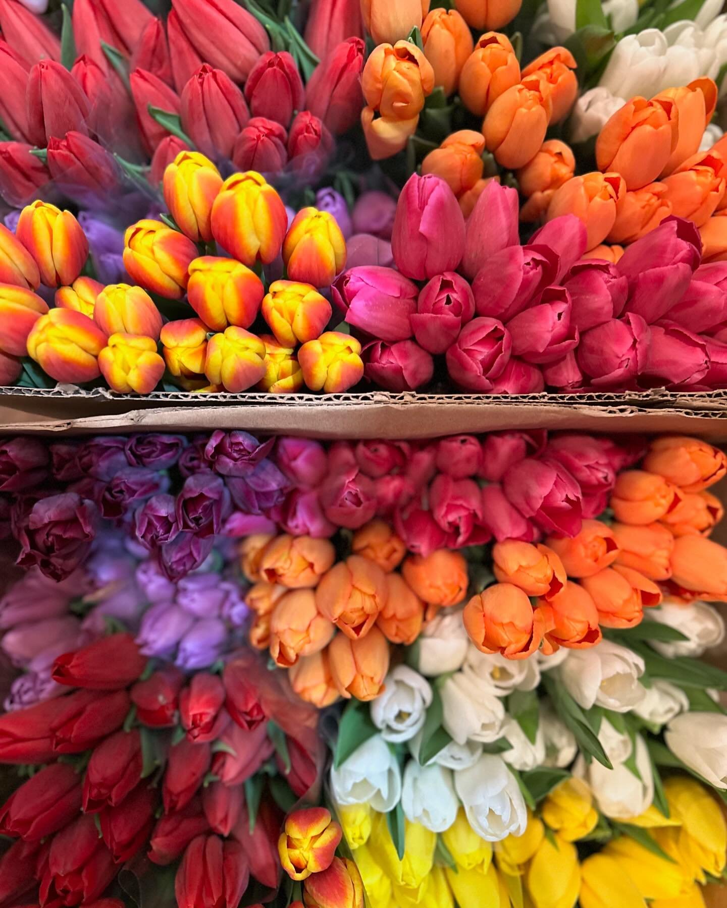 TULIPS SPECIAL THIS WEEK. 2FOR1 LAST ONE OF THE SEASON.  STARTING TODAY.