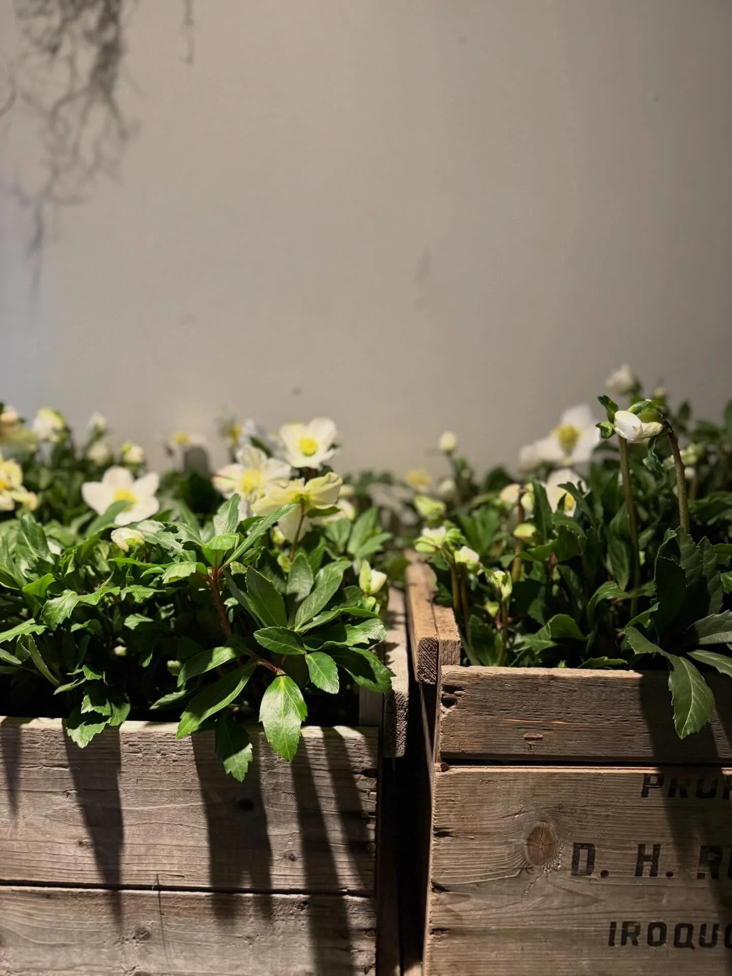 Good morning friends, it is Saturday and we are ready to roll. Come on by check out our winter collections and maybe get a little thing for yourself. As Nadine Hogan would say treat yourself. X.

We are open at 10.