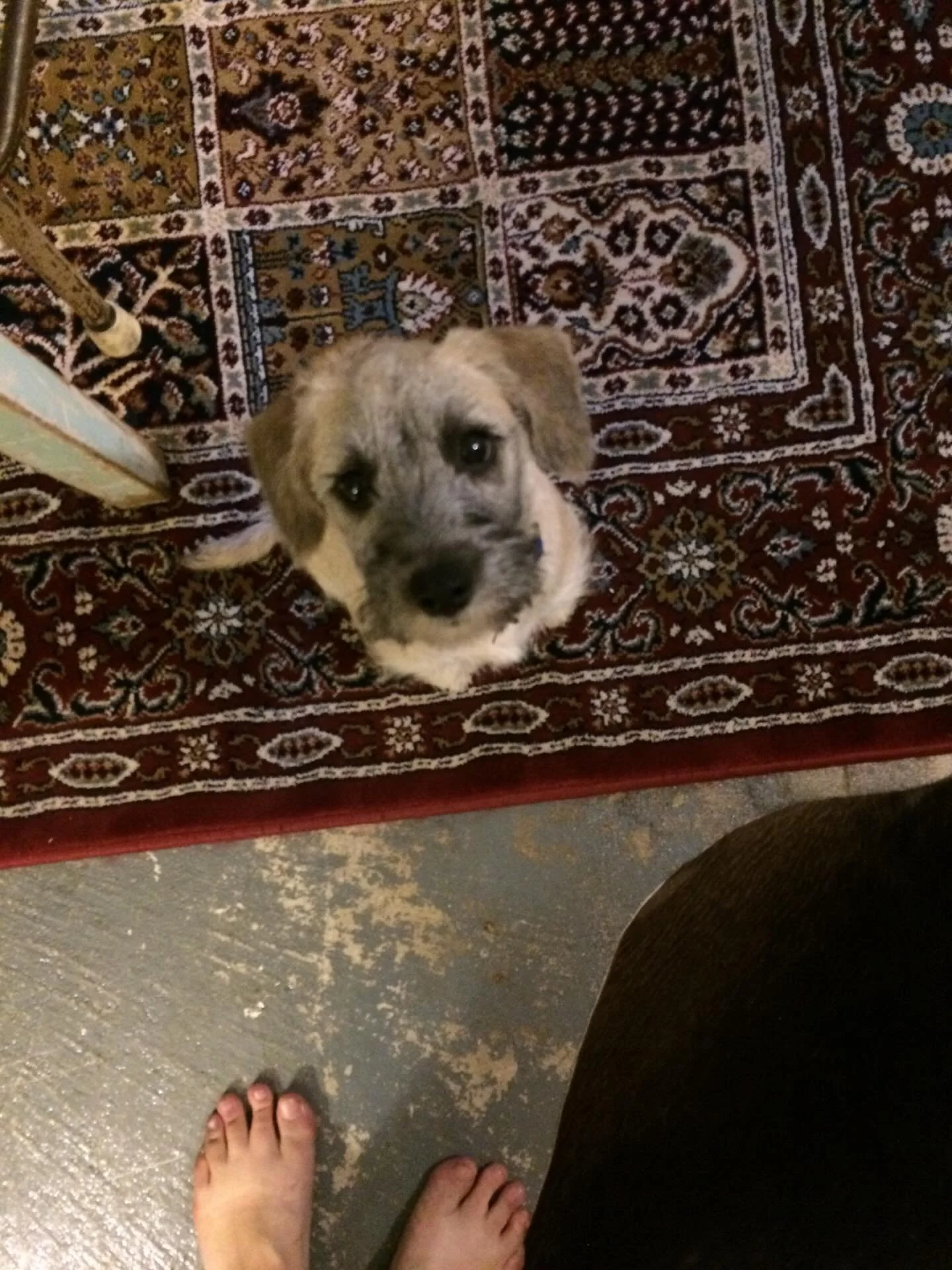 A post from the heart. This most perfect creature named Klaus is turning 11 today. The love of my life ( don&rsquo;t tell Sorrel ) and forever. X