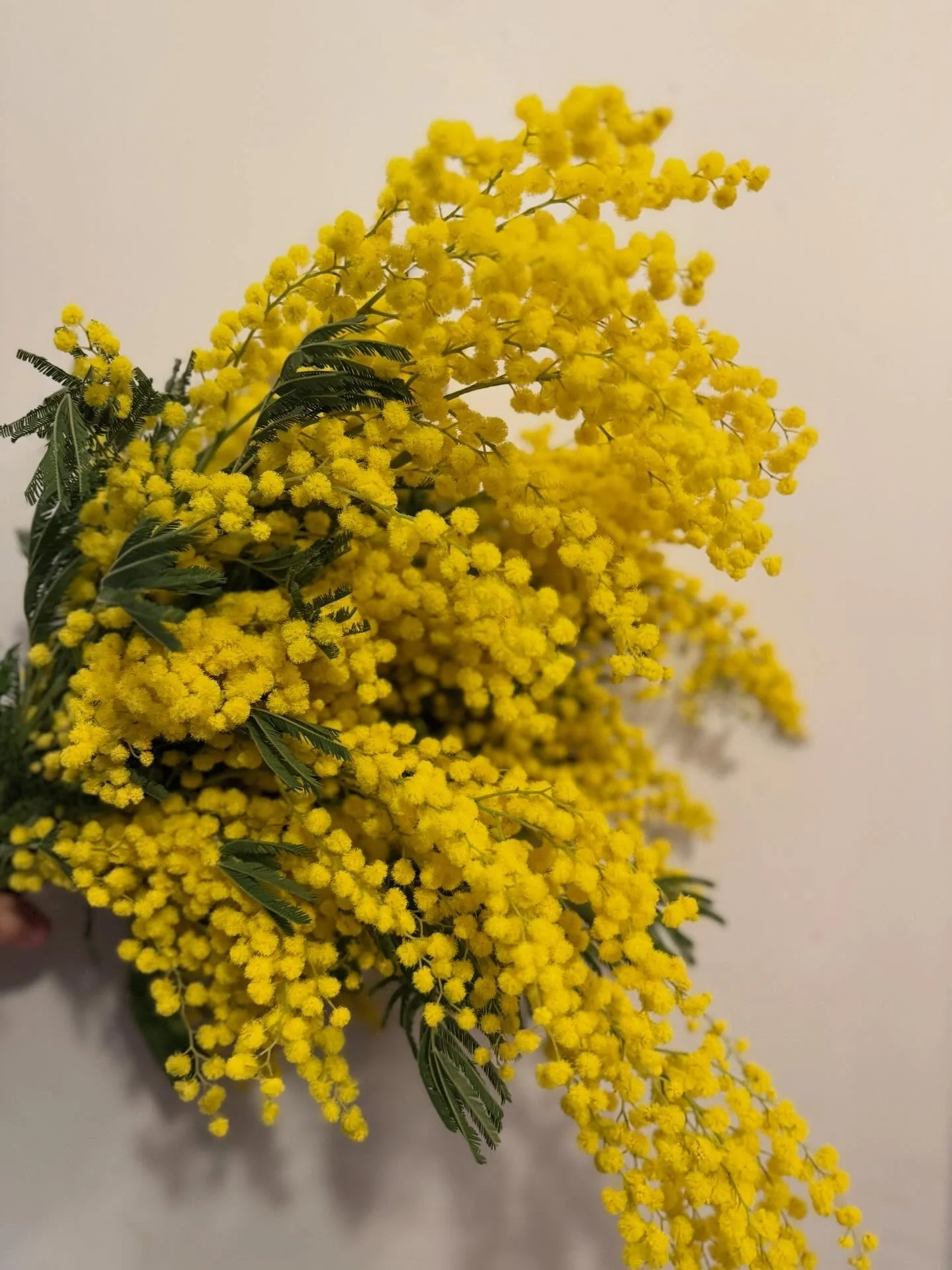 Good morning my friends. This week let&rsquo;s celebrate all the woman. Mimosa.