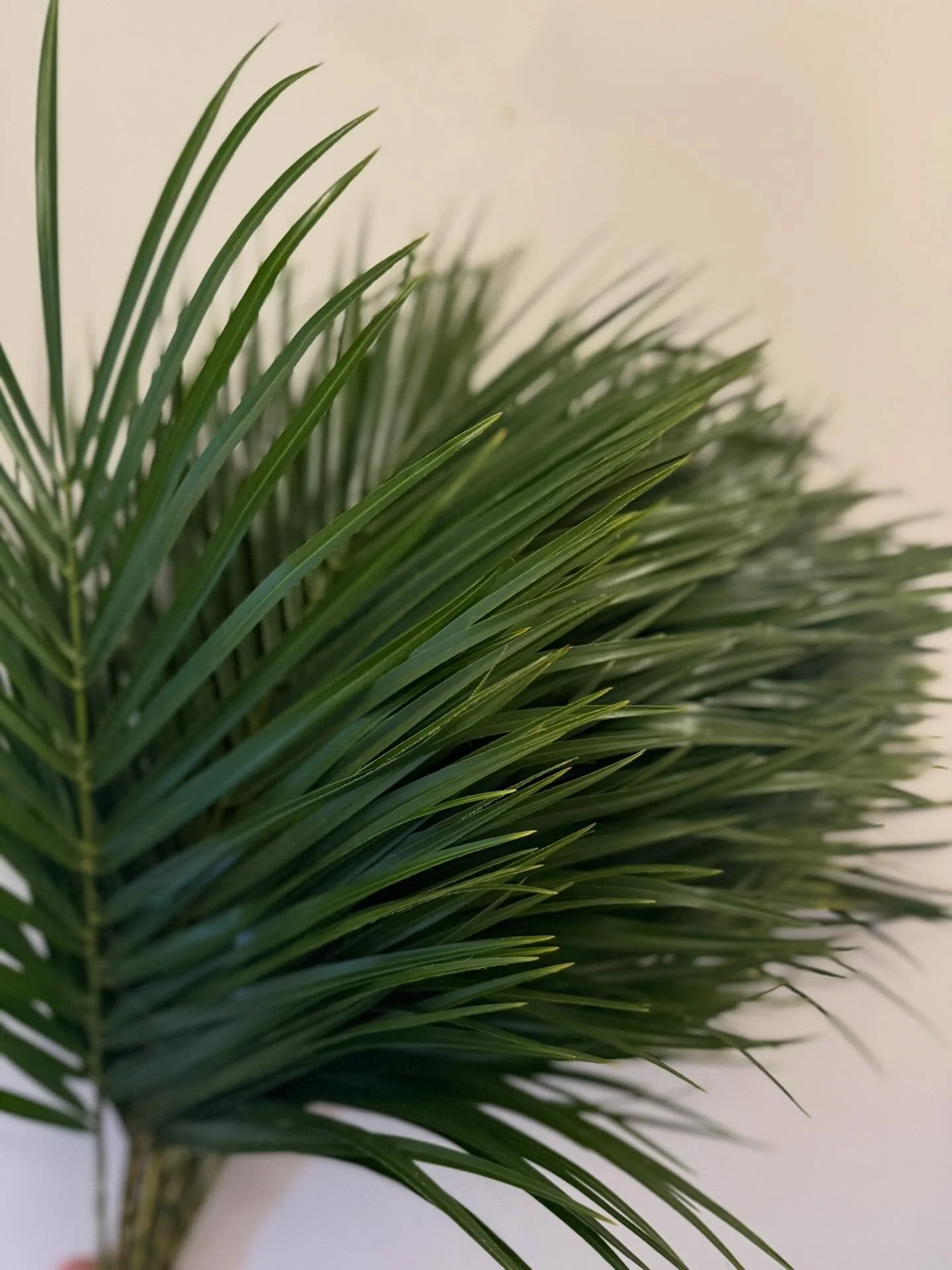 Palm Sunday my friends who needs it?I got it. Palm leaves.