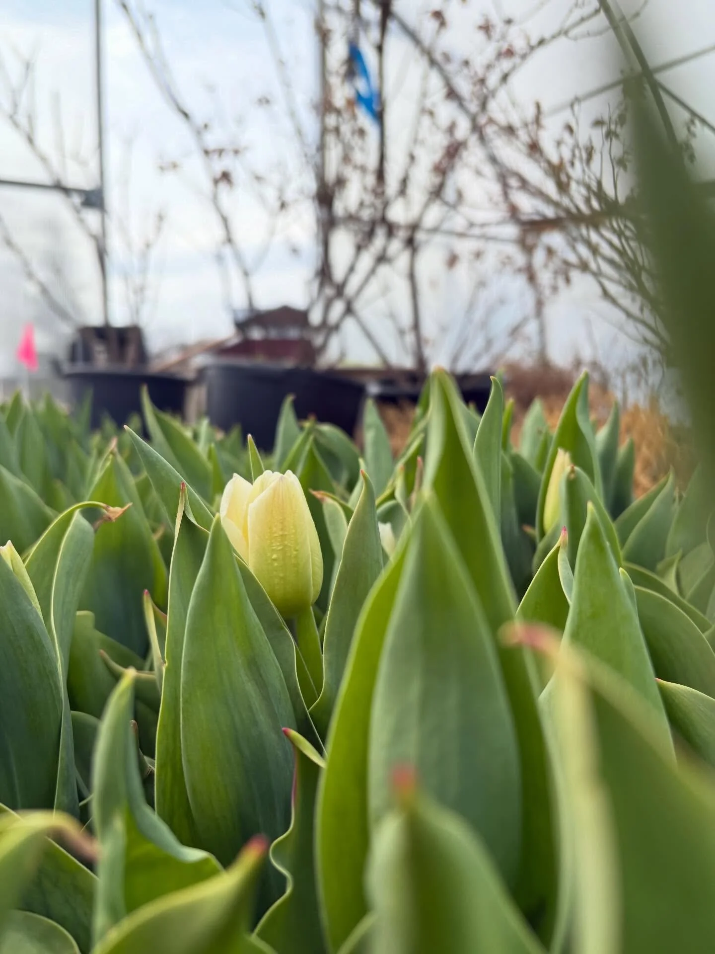 Local tulips poppin up!!! @gandengardens 🤍 
We can not wait!!!