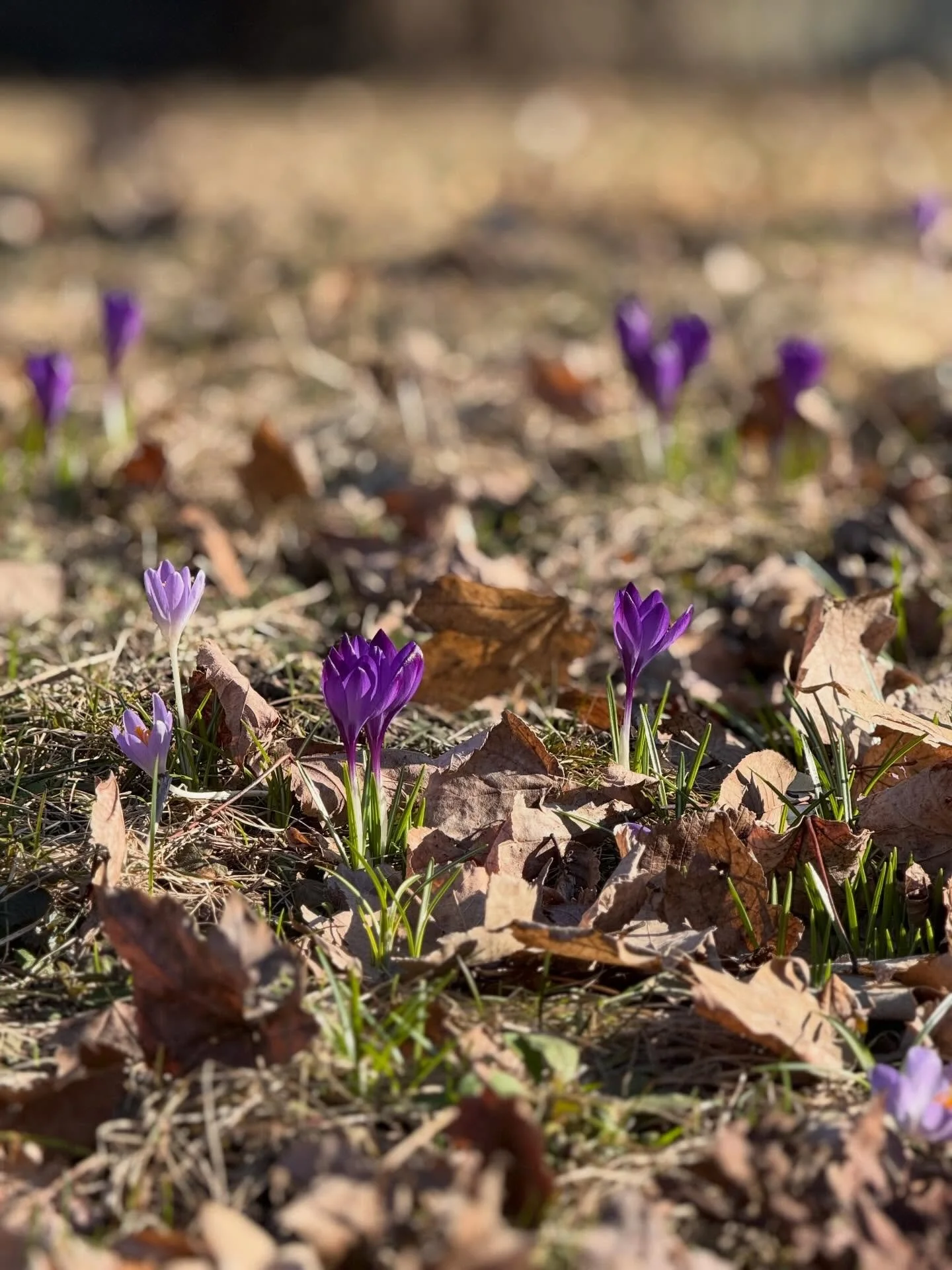 Goooood day my friends, what a rainy and dewy day out there. It&rsquo;s my day off this week, so we are are staying cozy! We might take the @octranspobuses downtown to visit some of my favs&hellip; @botteganicastro @littlevictoriescoffee @schadboutiq