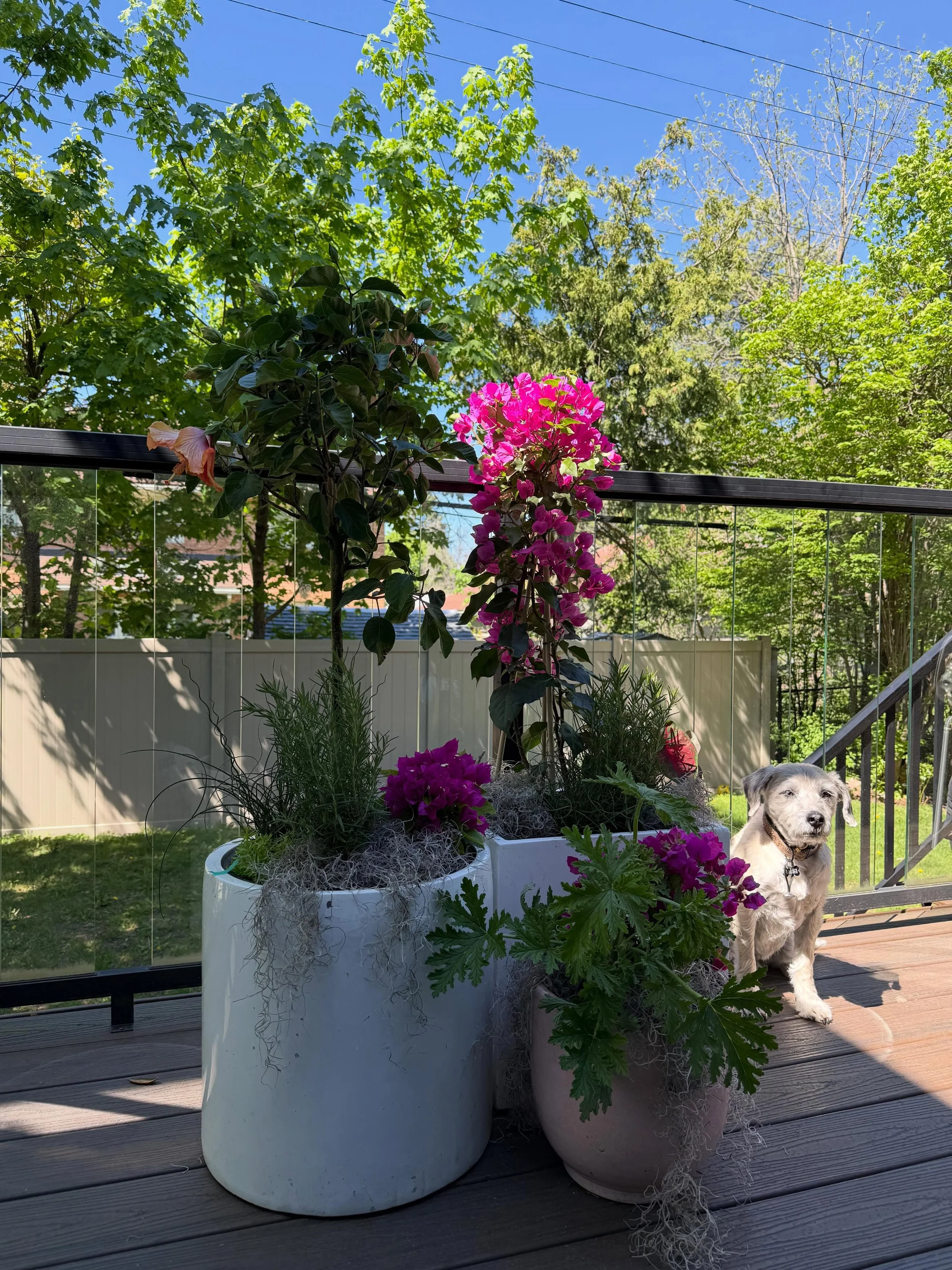Beautiful mediterranean planters for a very good friend and client. Thank you L. This is gonna look bananas in a couple of months. All it needs is water and some fertilizer. Enjoy. X