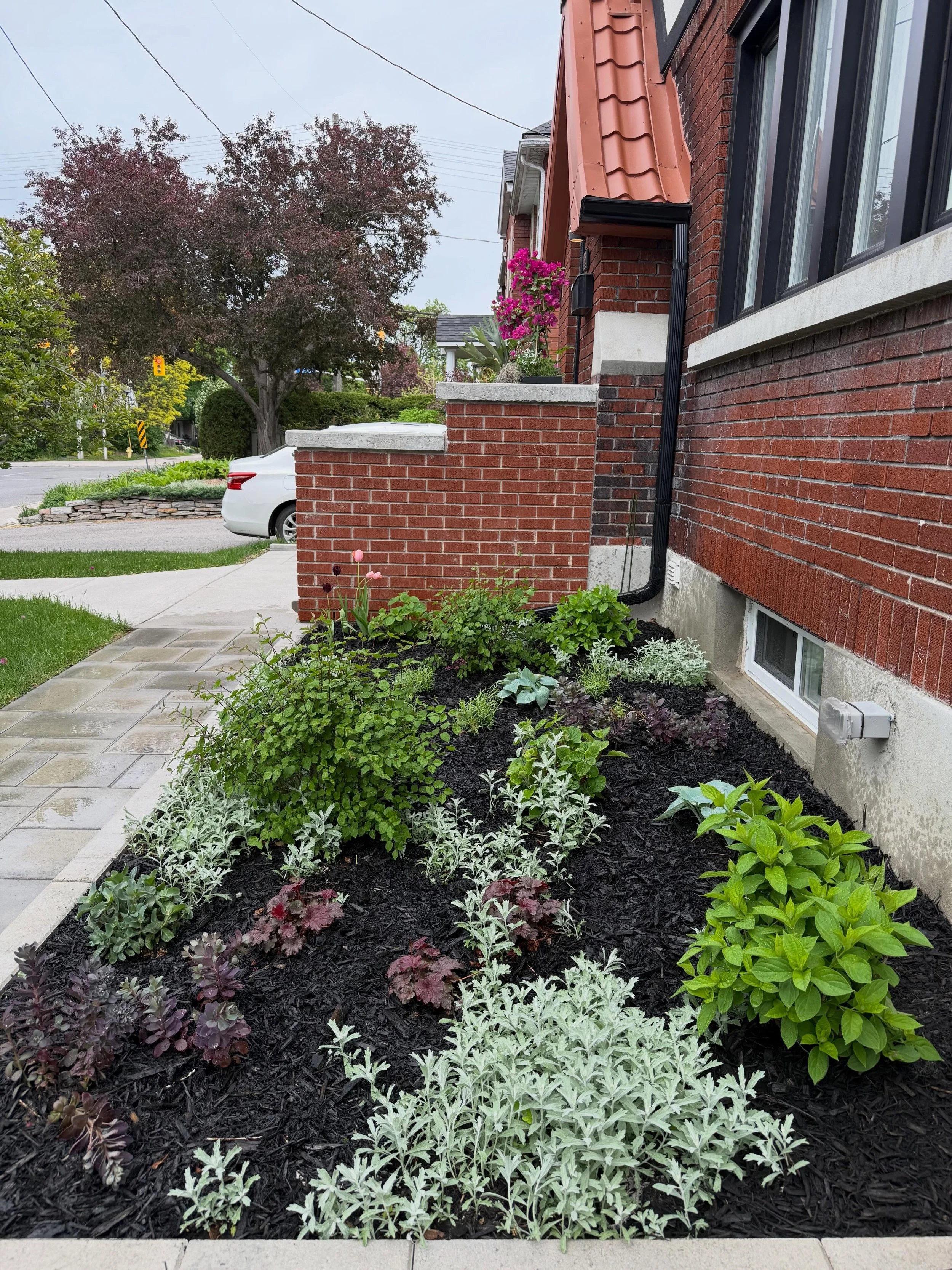 2nd year of doing this&hellip; ground planting. Learning and loving it. I planted this last year and it is filling in beautifully. Couple of plants did not survive but yes -40 will do that. Please if you have inquiries, call me or pop in. X