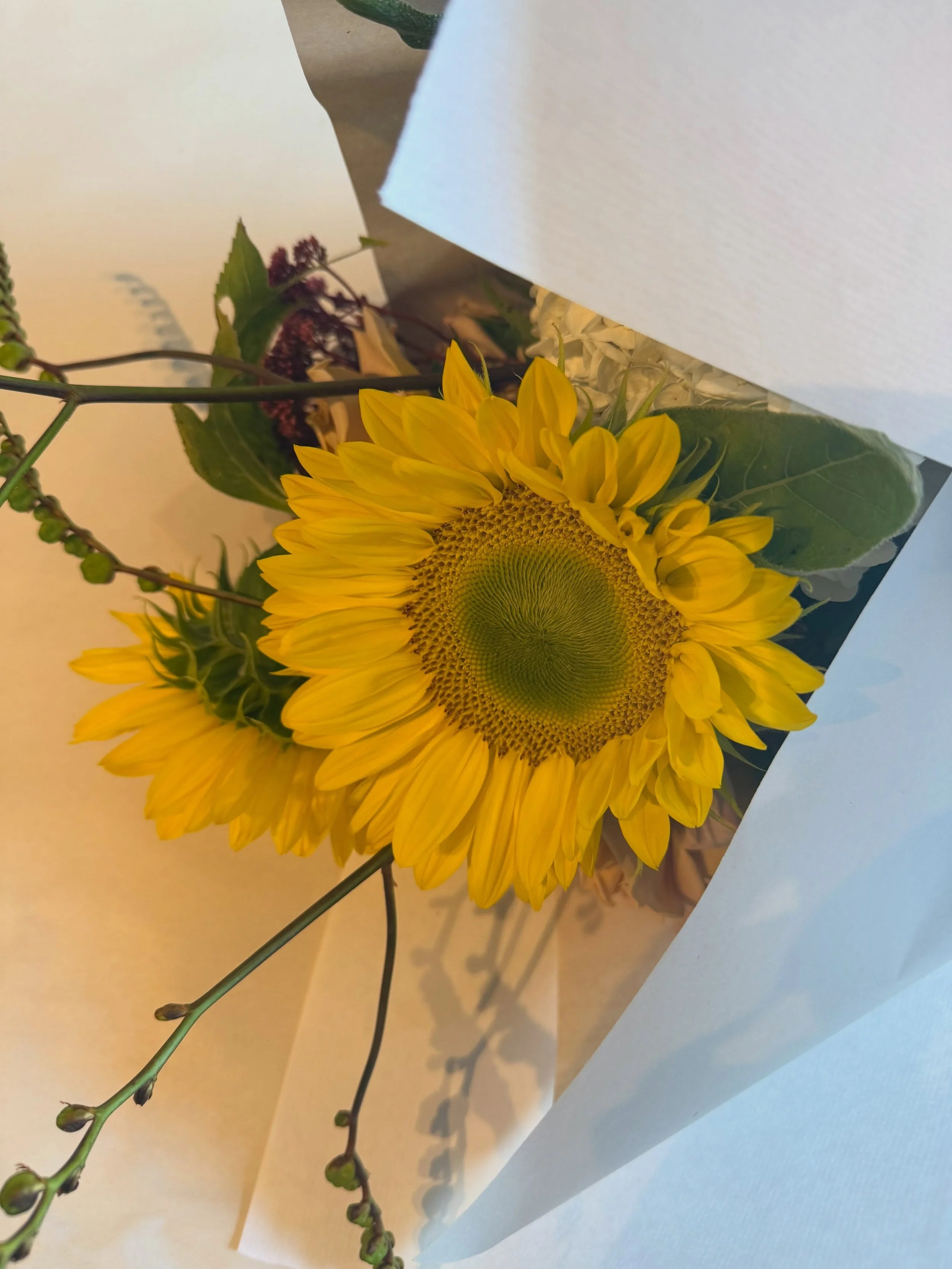 Sun flower szn!