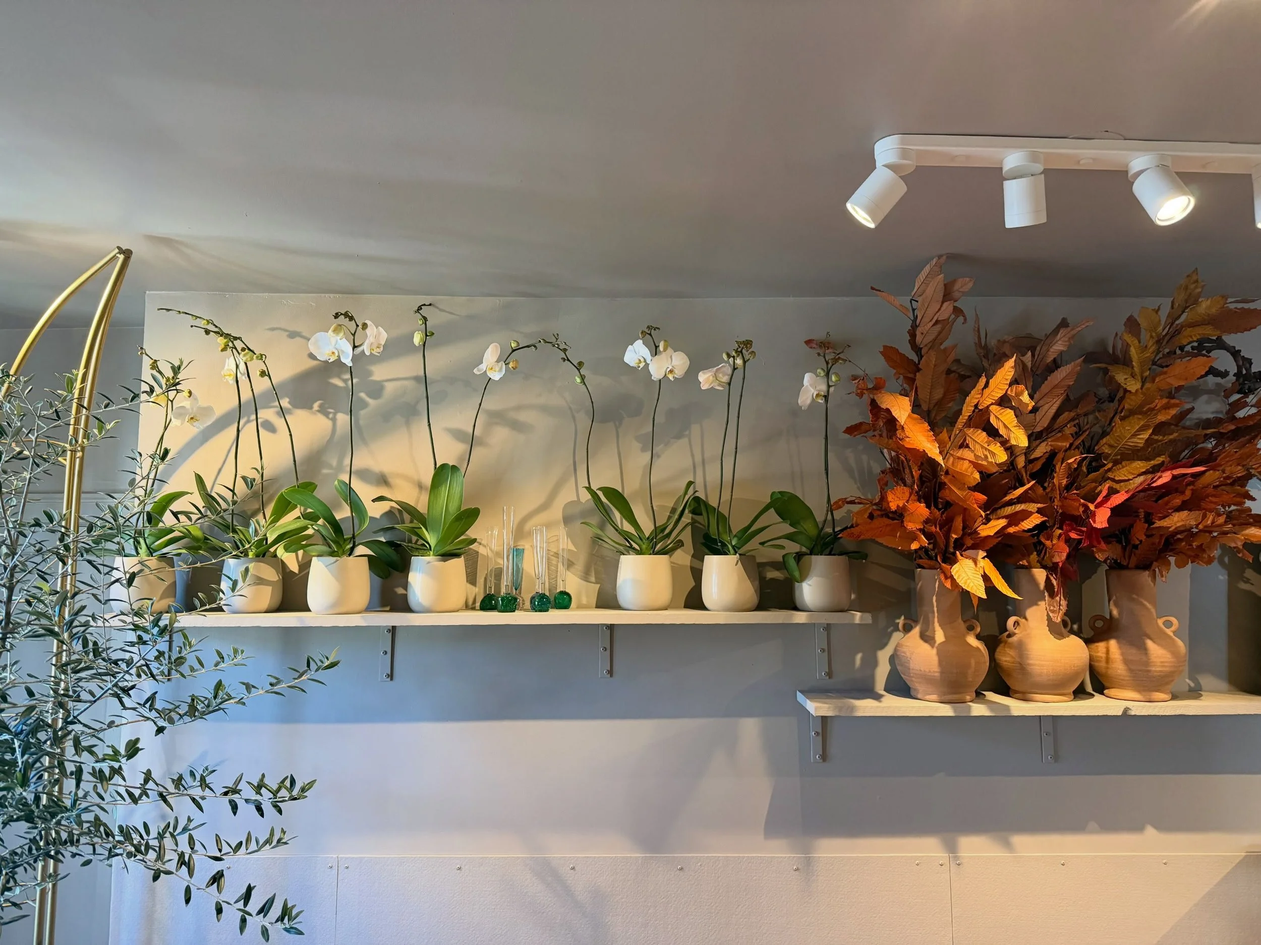 All stocked with new orchids from Ontario. Come and see. X