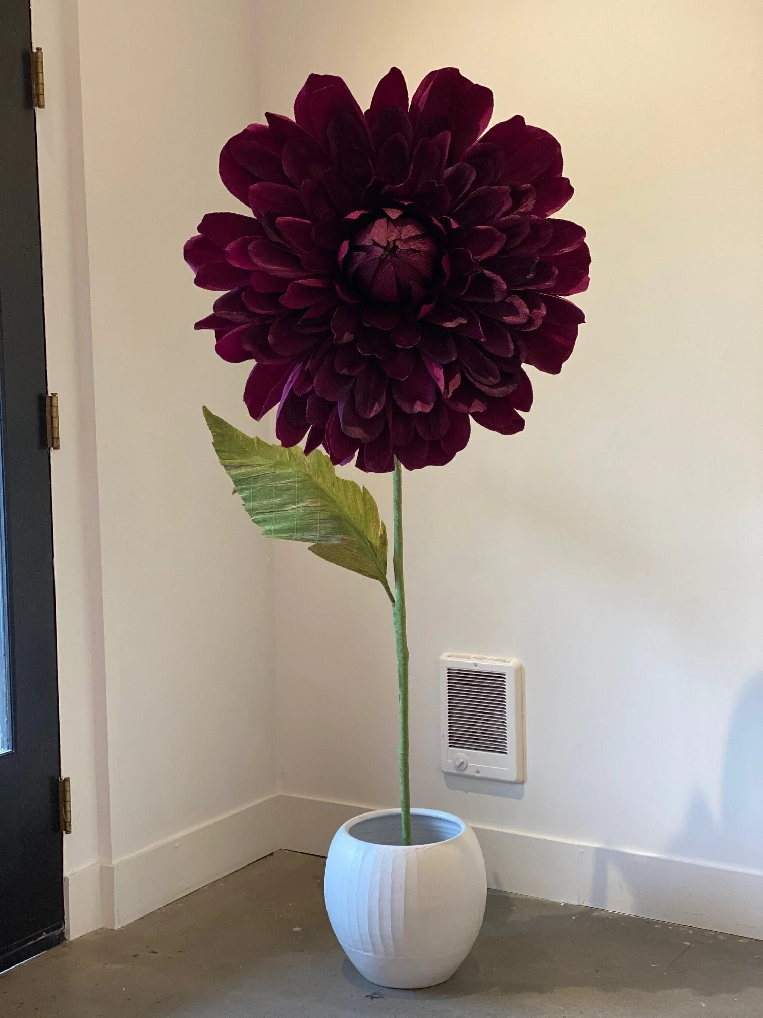 larger than life black dahlia