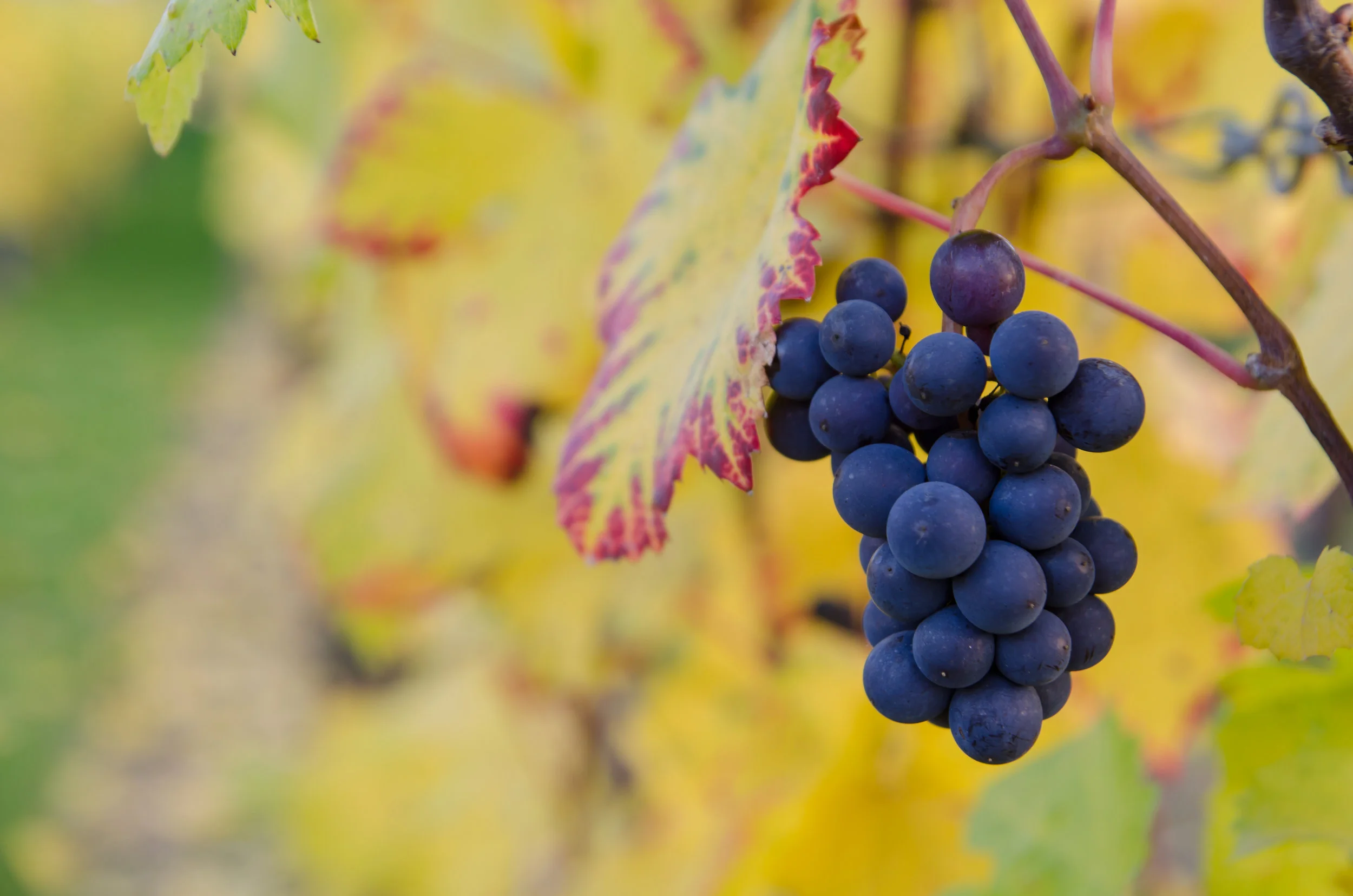 Abide in the Vine