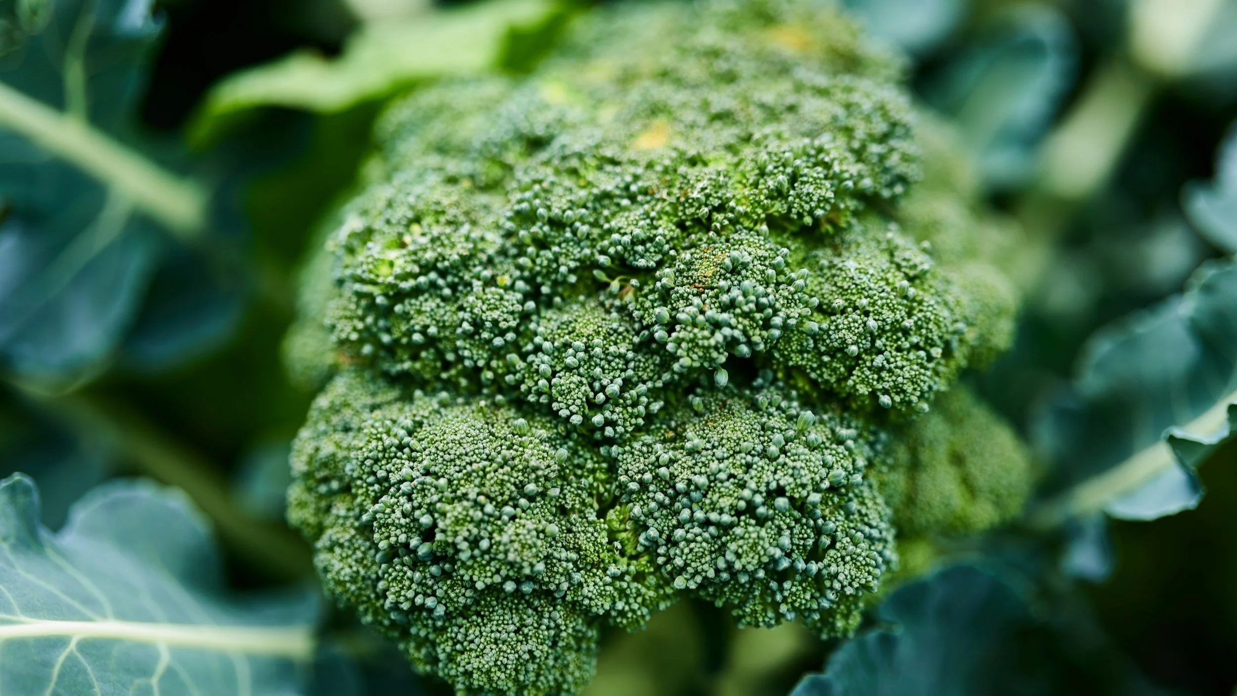 Sulforaphane and Autism: An Update on Current Research
