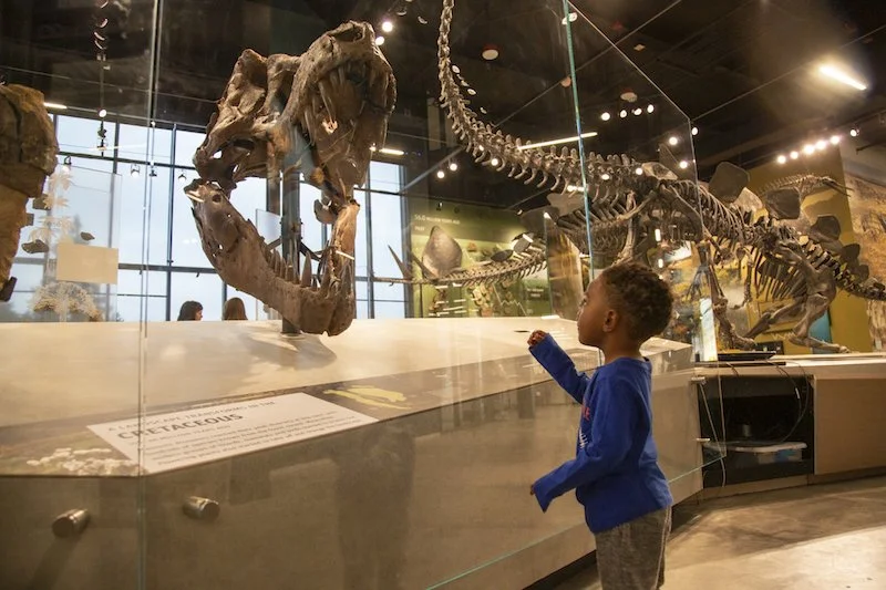 Burke Museum Starts Destroying Dinosaur Fossils Cause Dinos Are for Babies