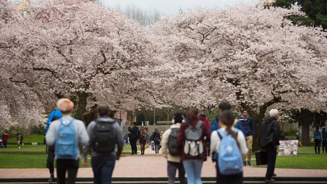 Students no Longer Allowed Near Cherry Blossoms After Repeated Complaints From Wedding Photographers