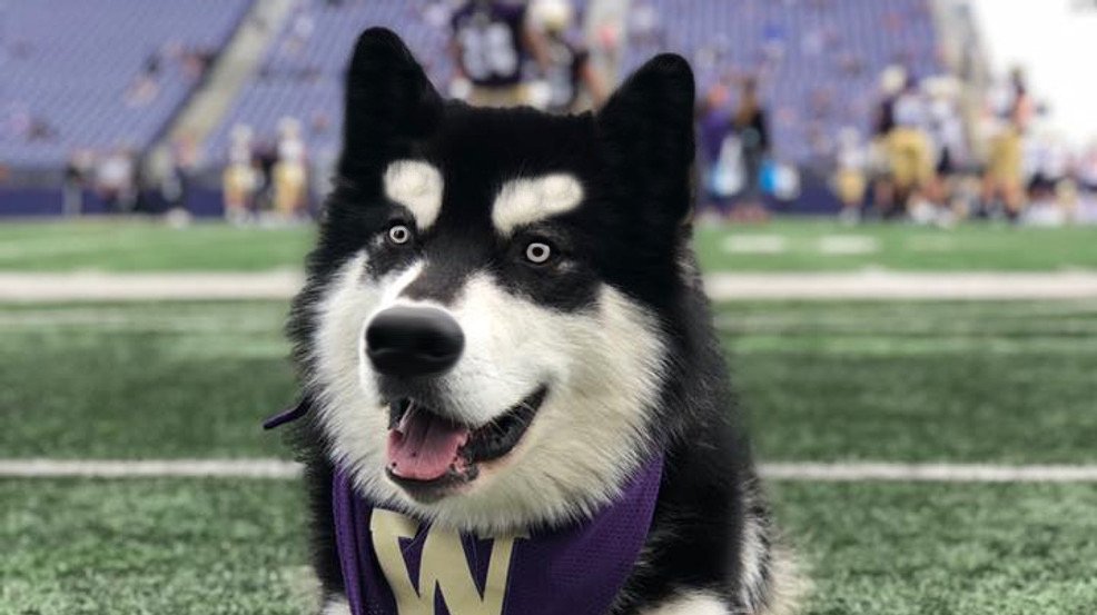 Dog Spotted in Quad Almost Dubs, Not Quite