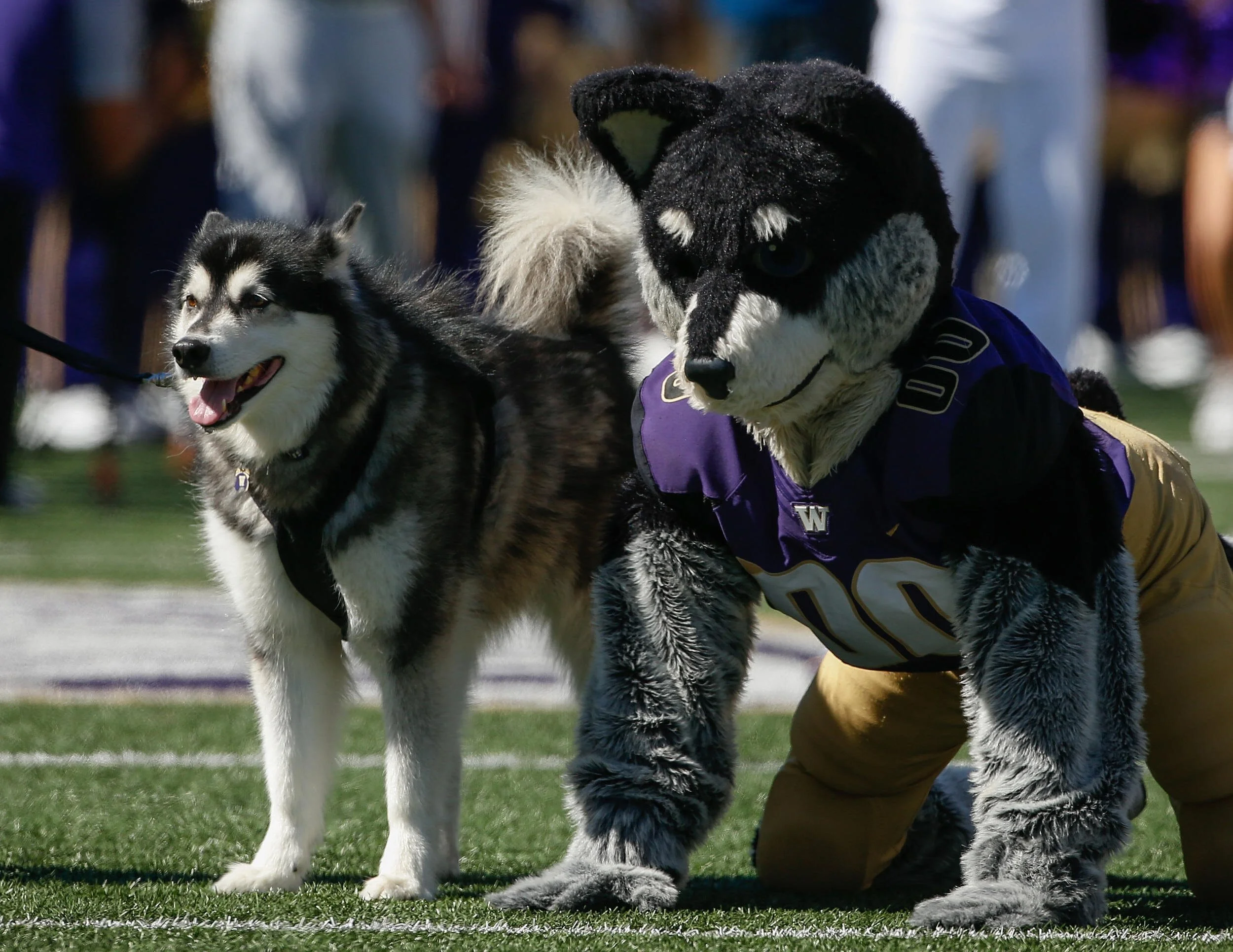 Remembering UW's Forgotten Mascot, Alan