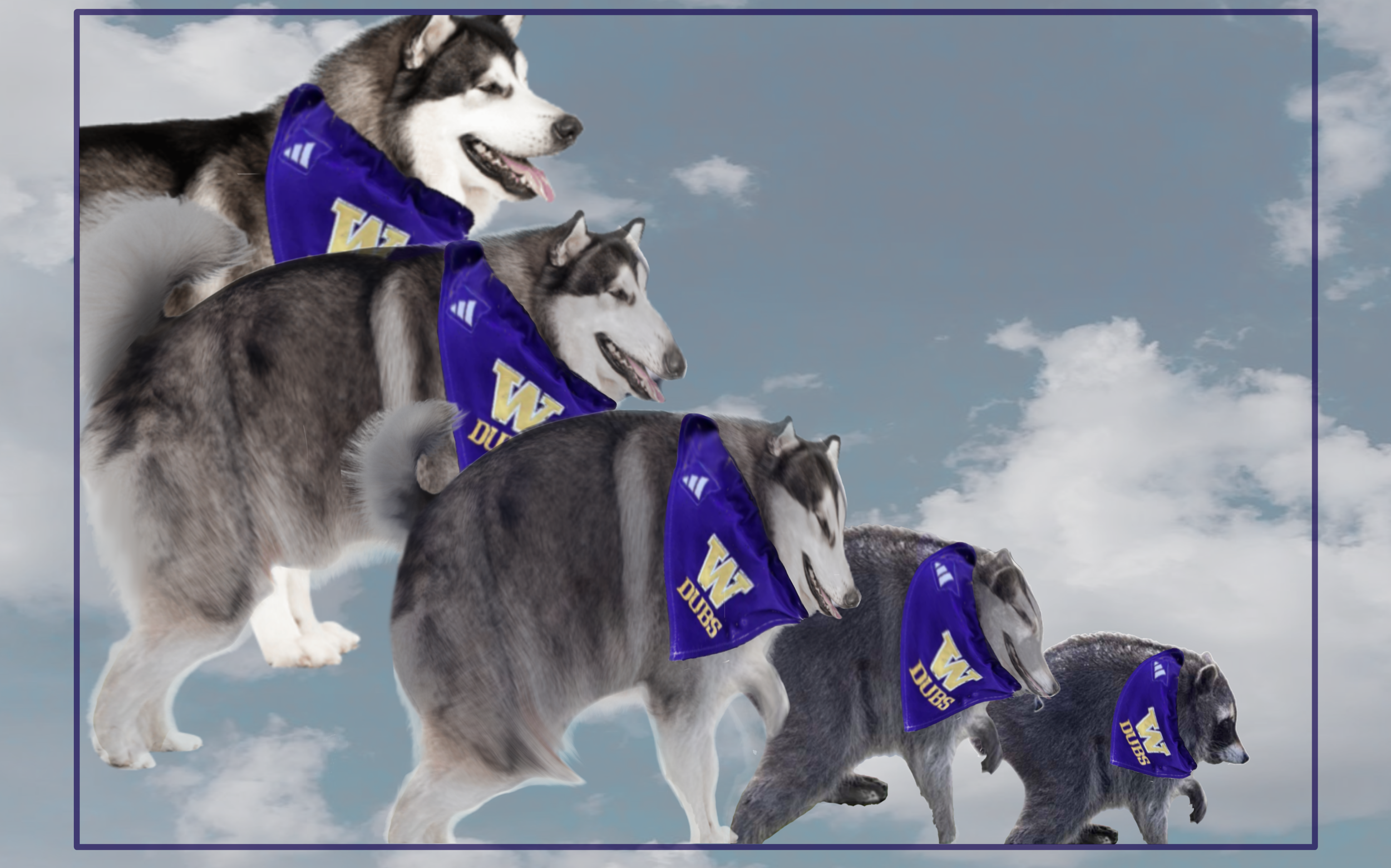 Jimothy the Raccoon to Replace Dubs as UW Mascot
