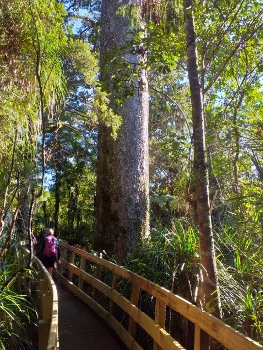 Large Kauri Tree.jpg