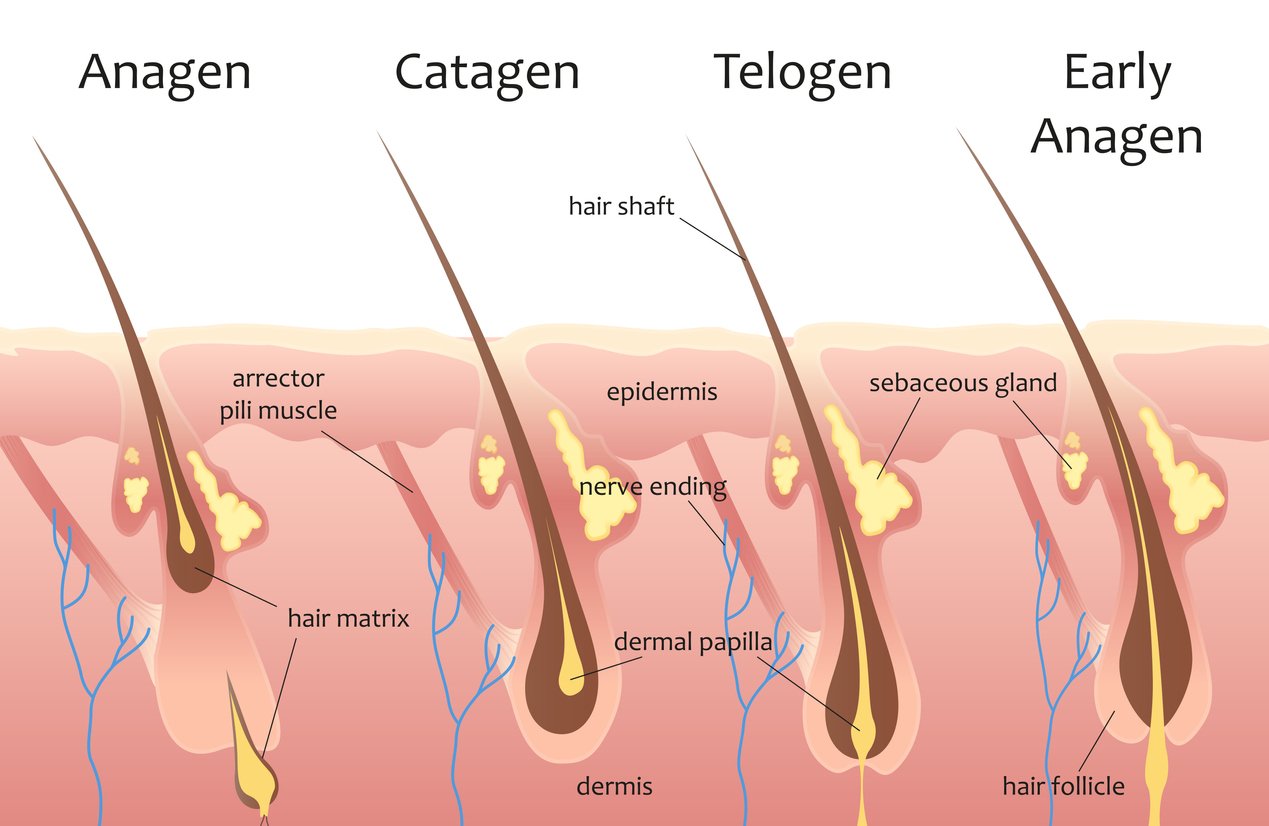 Hair Growth Cycles - Naked Cactus Wax Bar