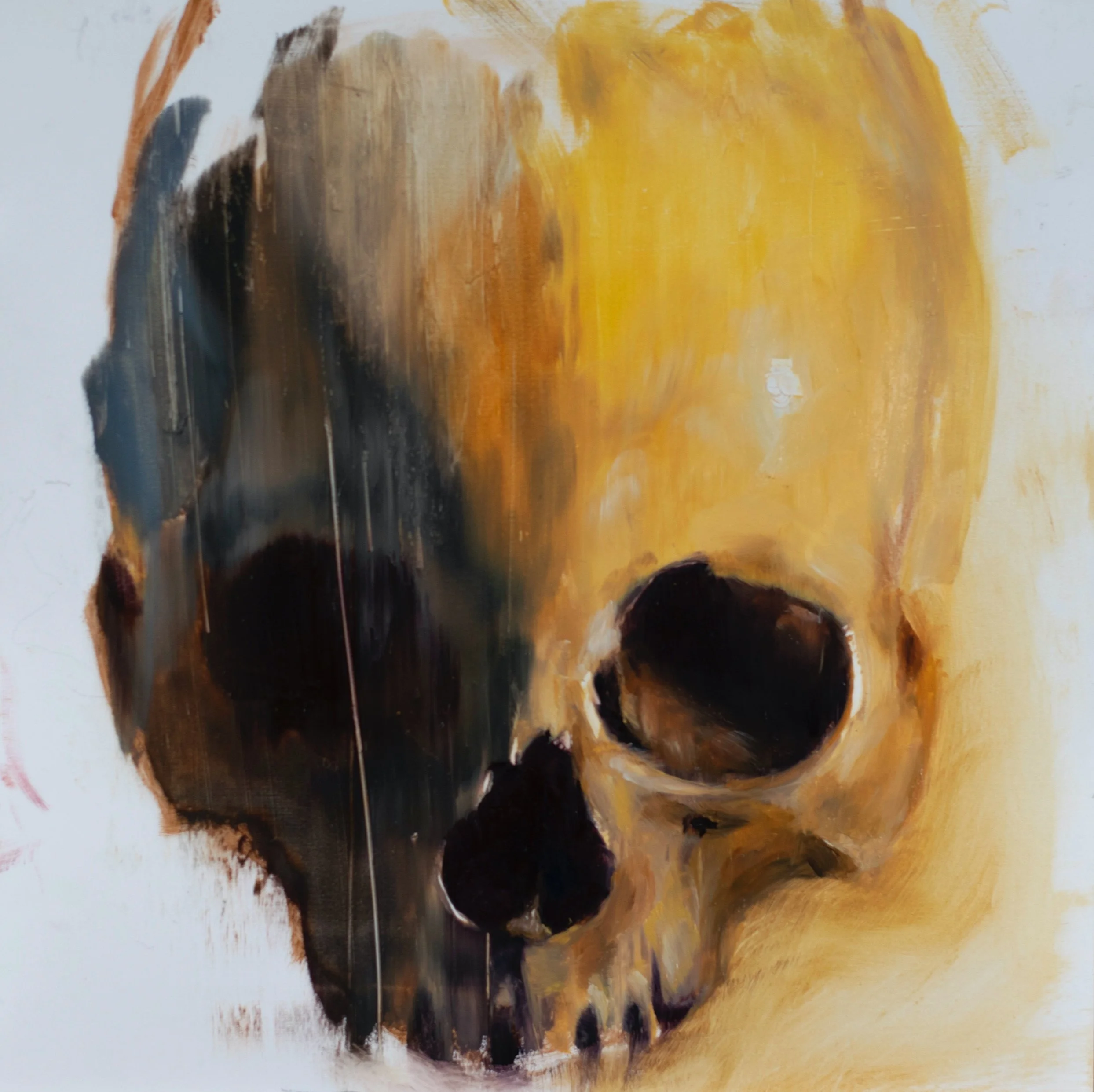skull study 1.jpg