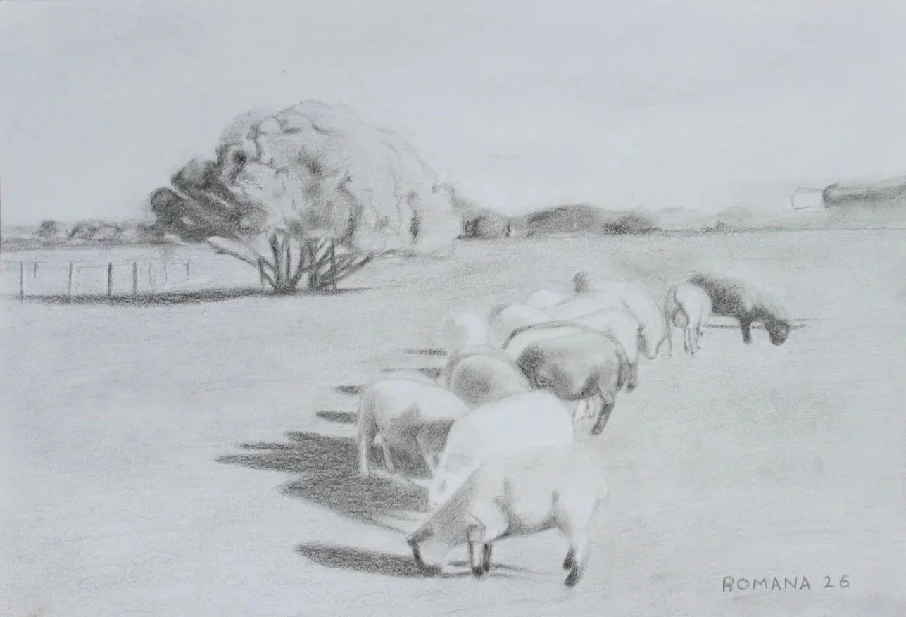 Sheep Grazing, pencil drawing of sheep grazing grain on a farm within the Bellarine Shire, Geelong, 2026 © Artist: Romana Topic