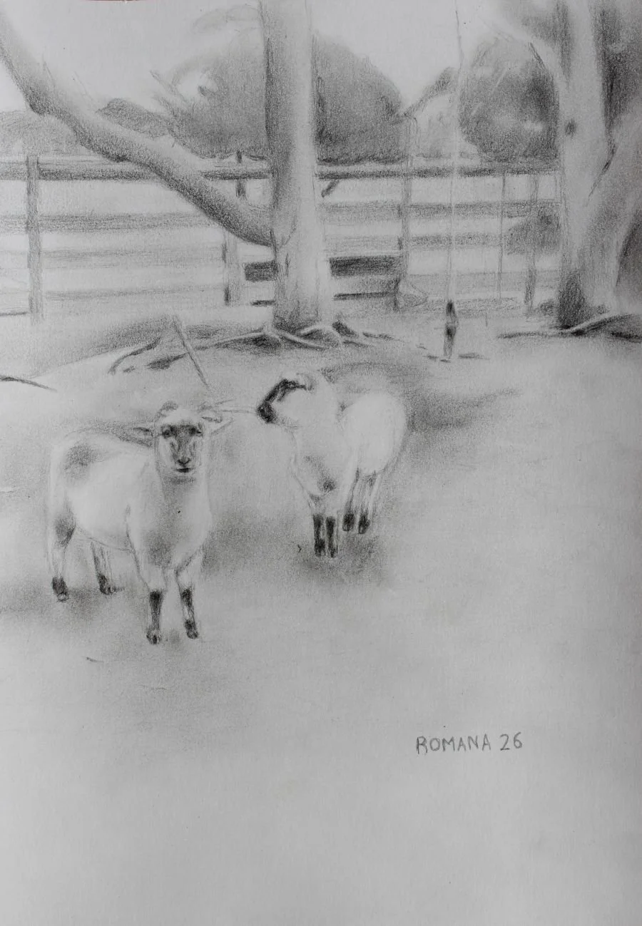 Bo and Trixie, a detailed pencil on paper drawing a young ram and ewes standing ion a paddock by Australian gum trees, 20 x 30 cm, 2026, © Artist: Romana Topic
