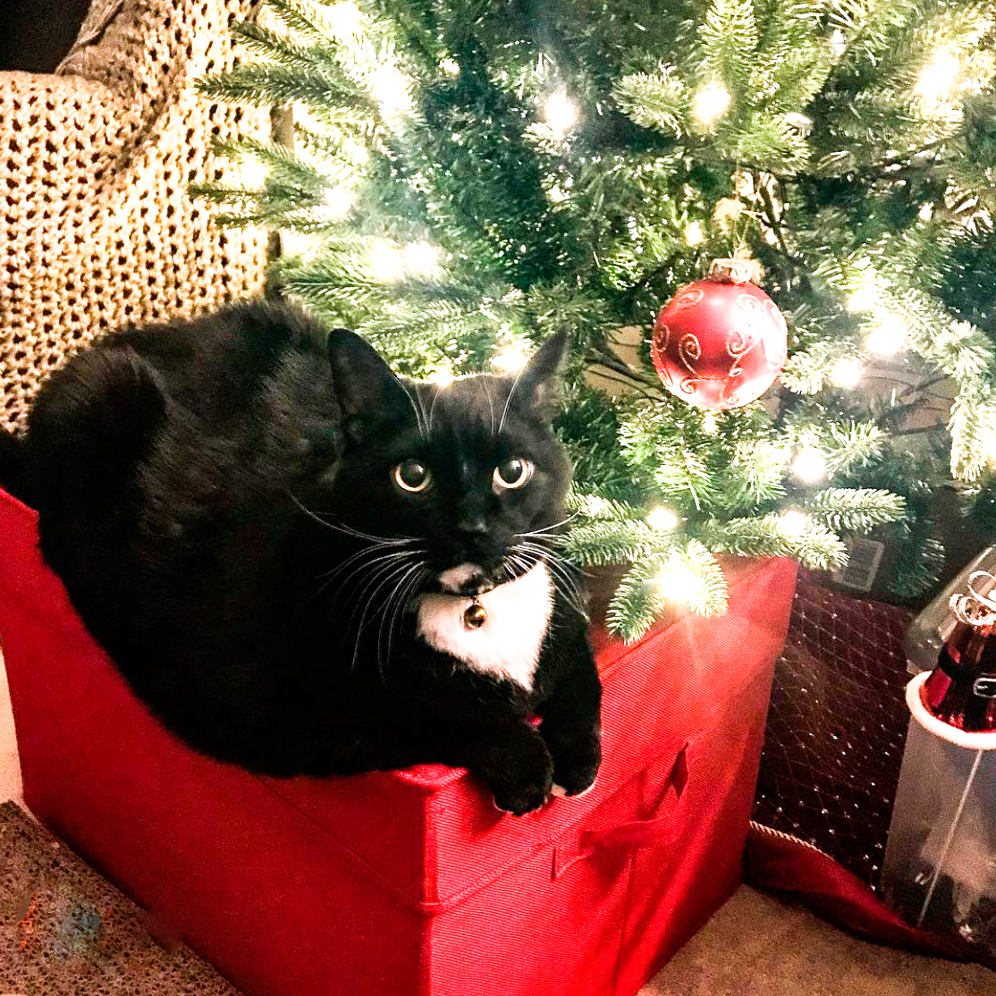 15 Great Gifts for Cats