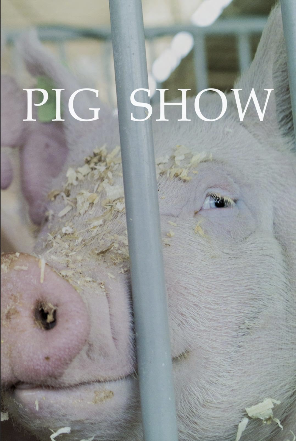 pig-show.png