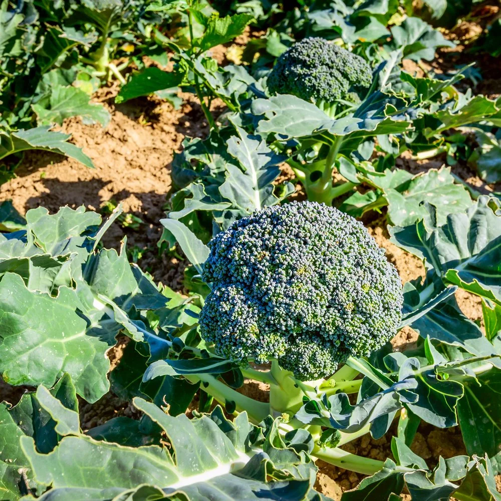 Broccoli_1_Square.jpg