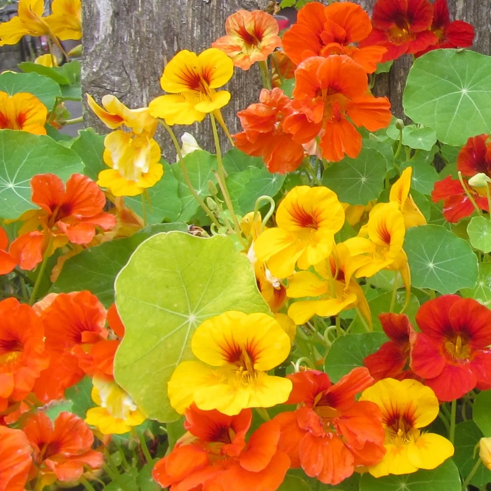 Nasturtium