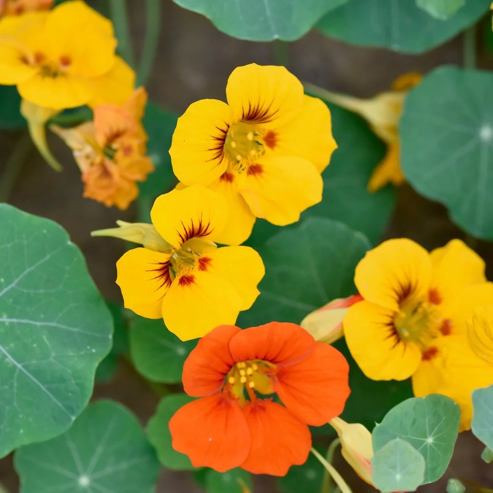 Nasturtium_2_Square.jpg