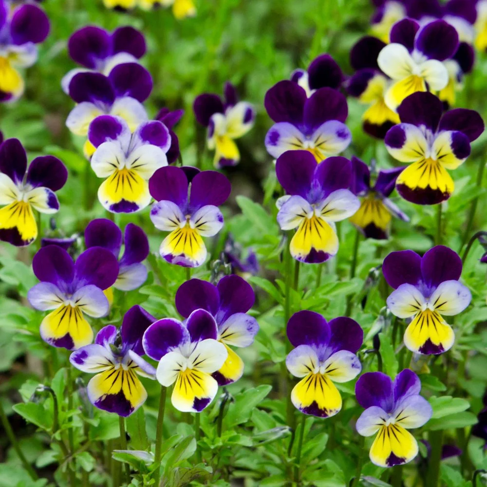 Rhubarb Viola