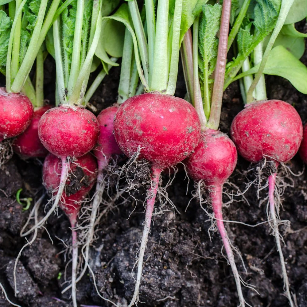 Radish_2_Square.jpg