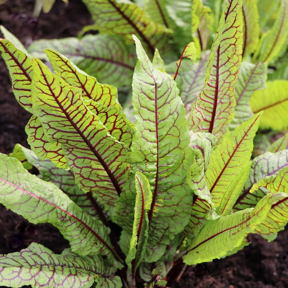 Red-Vein-Sorrel_1_Square.jpg