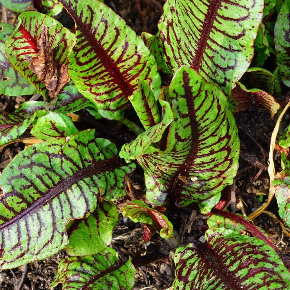 Red-Vein-Sorrel_2_Square.jpg