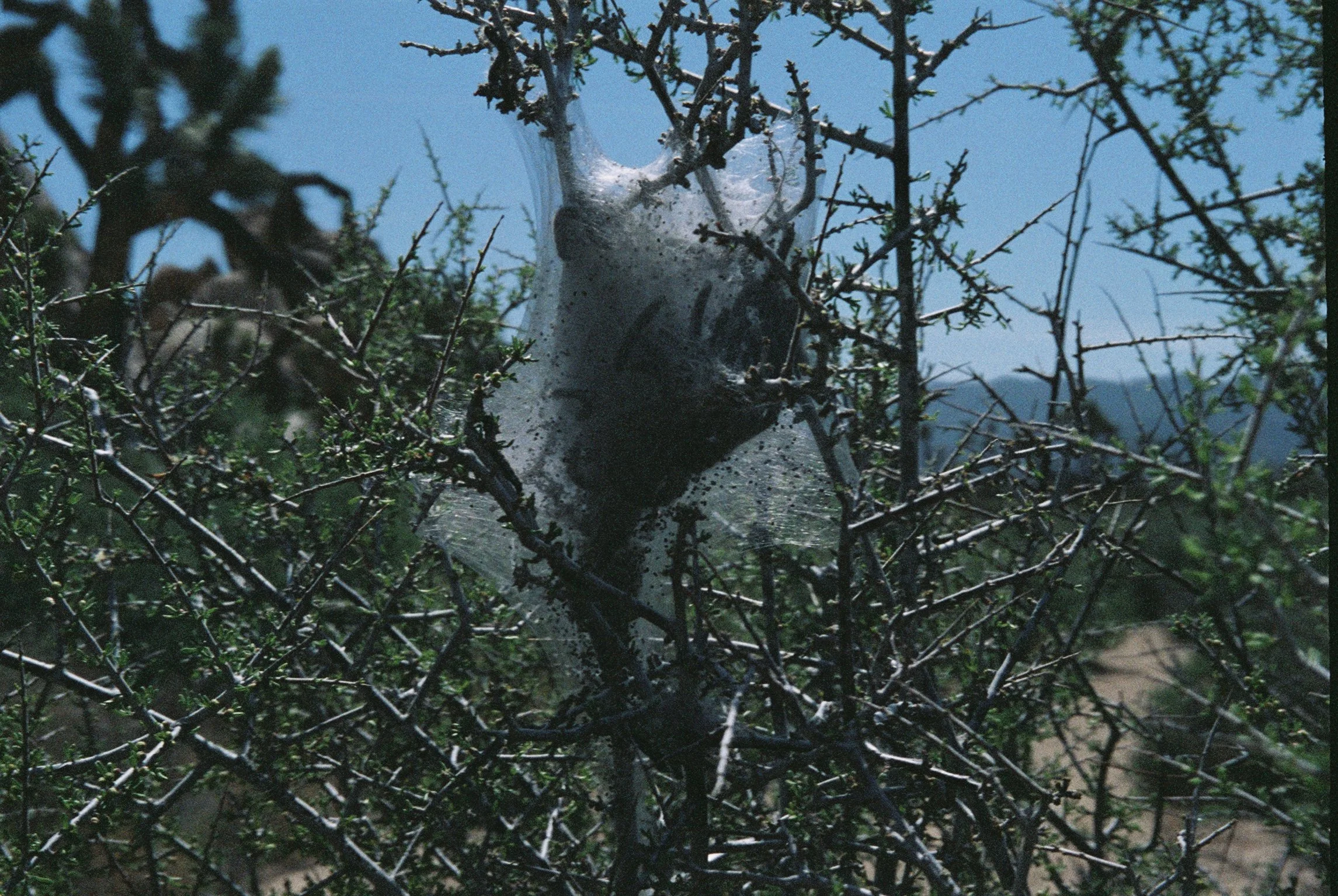Western Tent Worms, Joshua Tree (2022)
