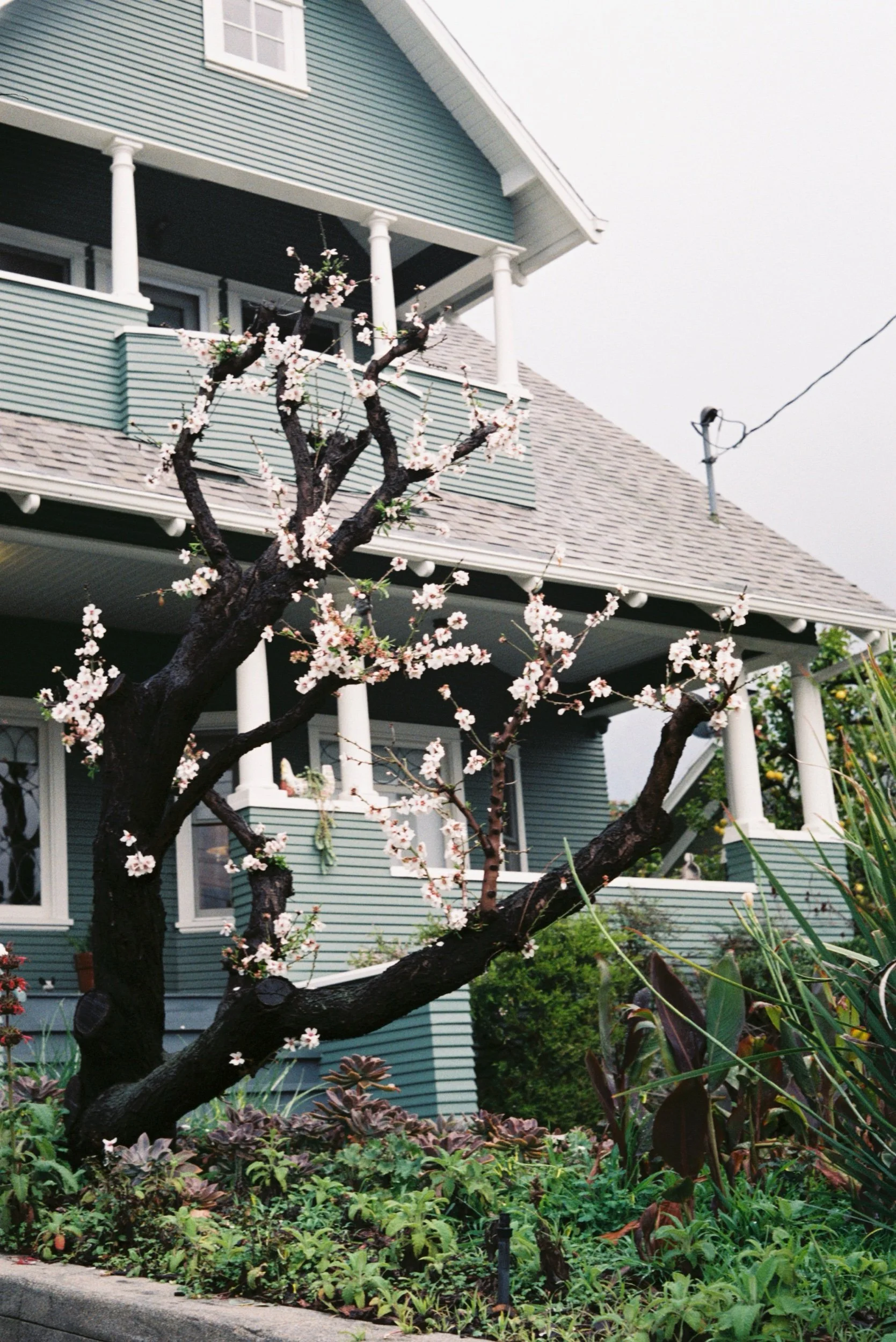 Cherry Blossoms