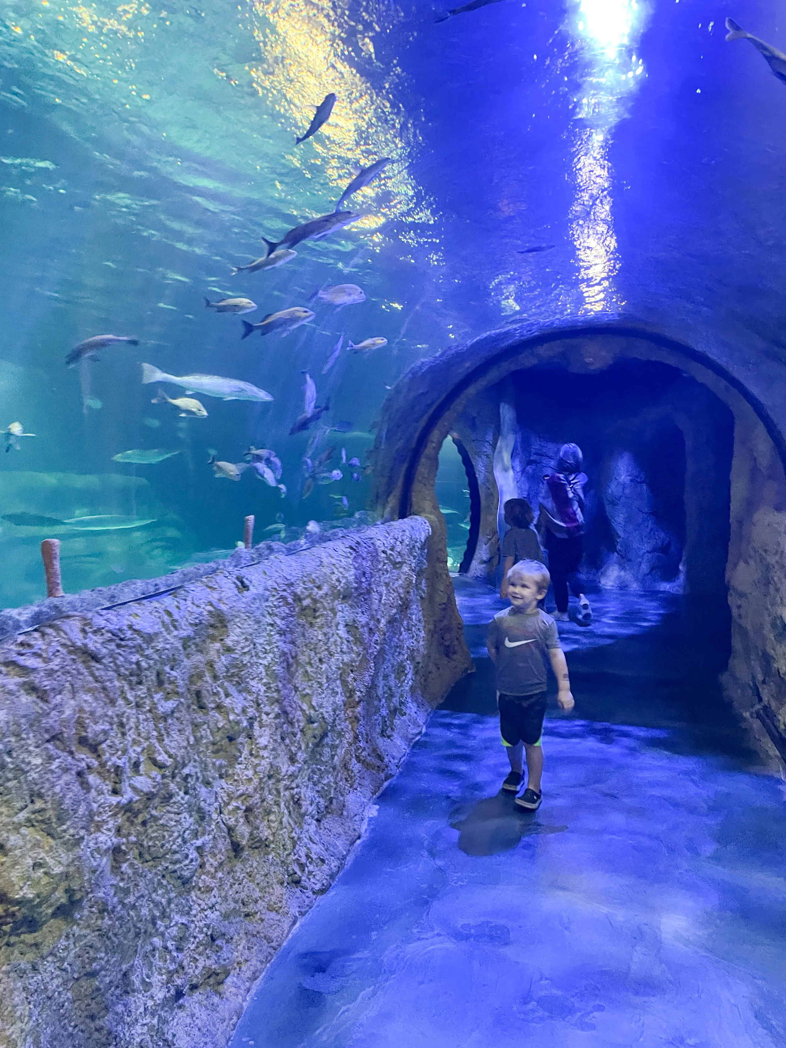 Sea Life Aquarium Must Do while Visiting Orlando Florida —