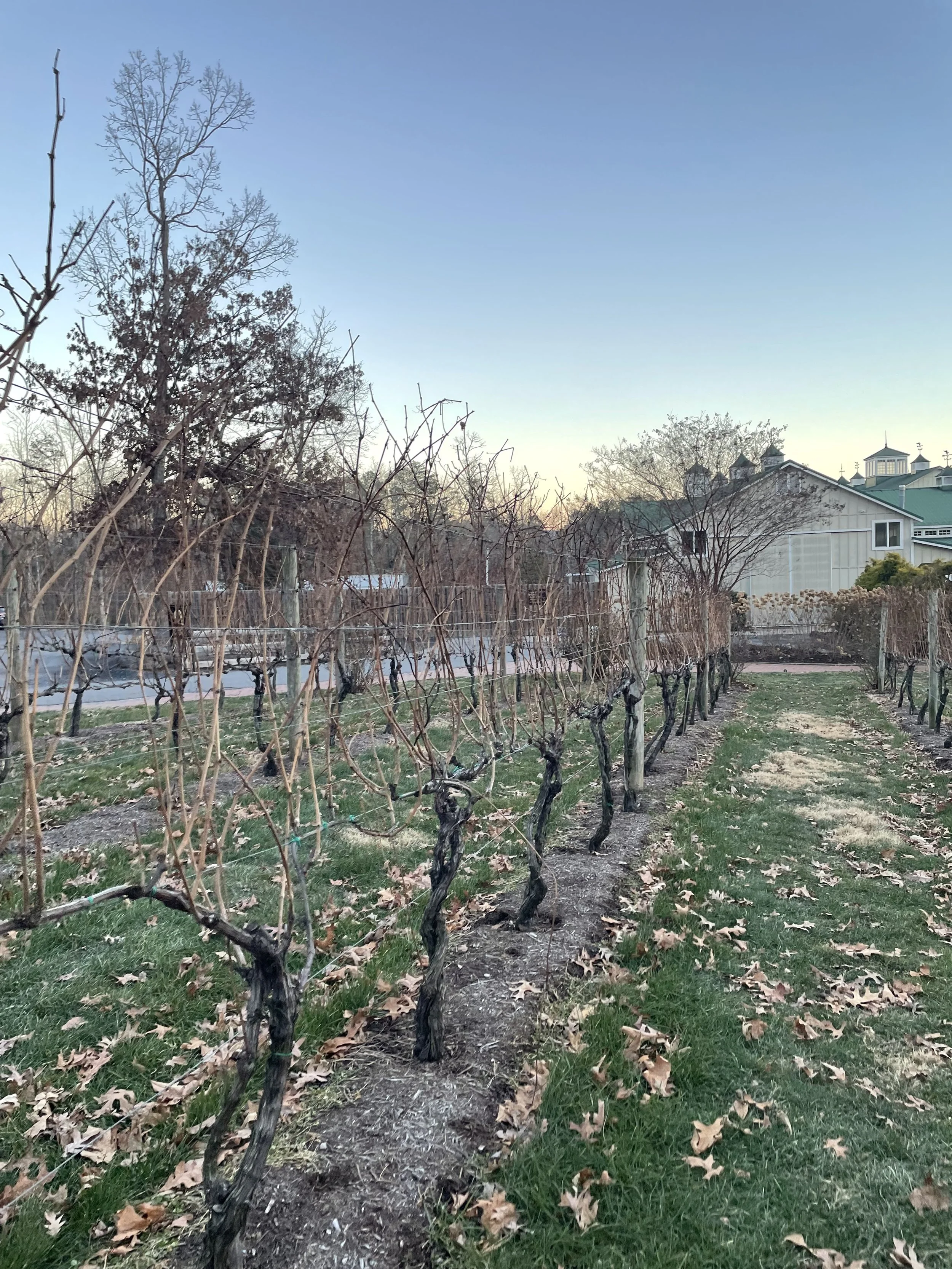 Veritas Winery and Vineyard Guide to Visit in Virginia —