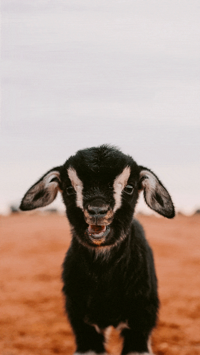 BabyGoat-Insta-Story-compressor.gif