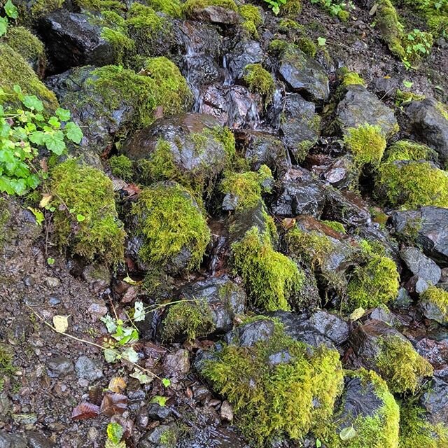 #olympic #moss #rocks #nature #unfiltered #pixel3 #water #stream #smileproductions 
From our day at Lake Crescent shooting a video for Glenn Gilliam. What a great day!