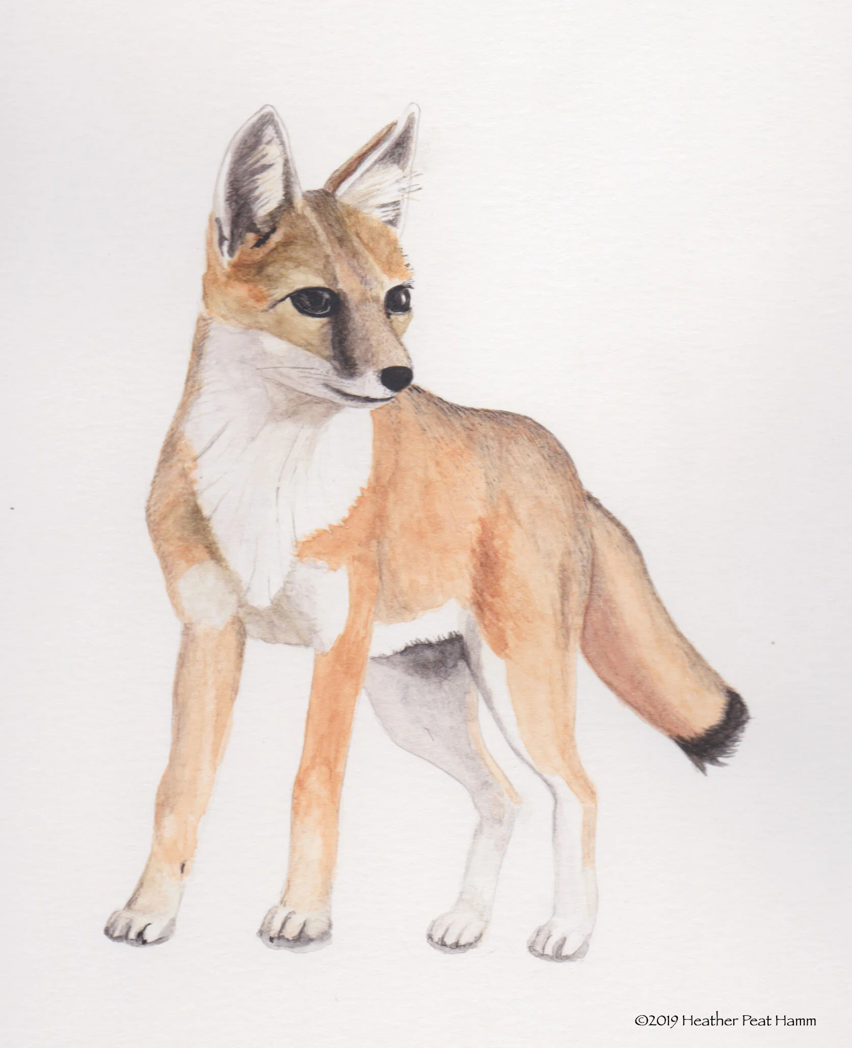 Swift fox