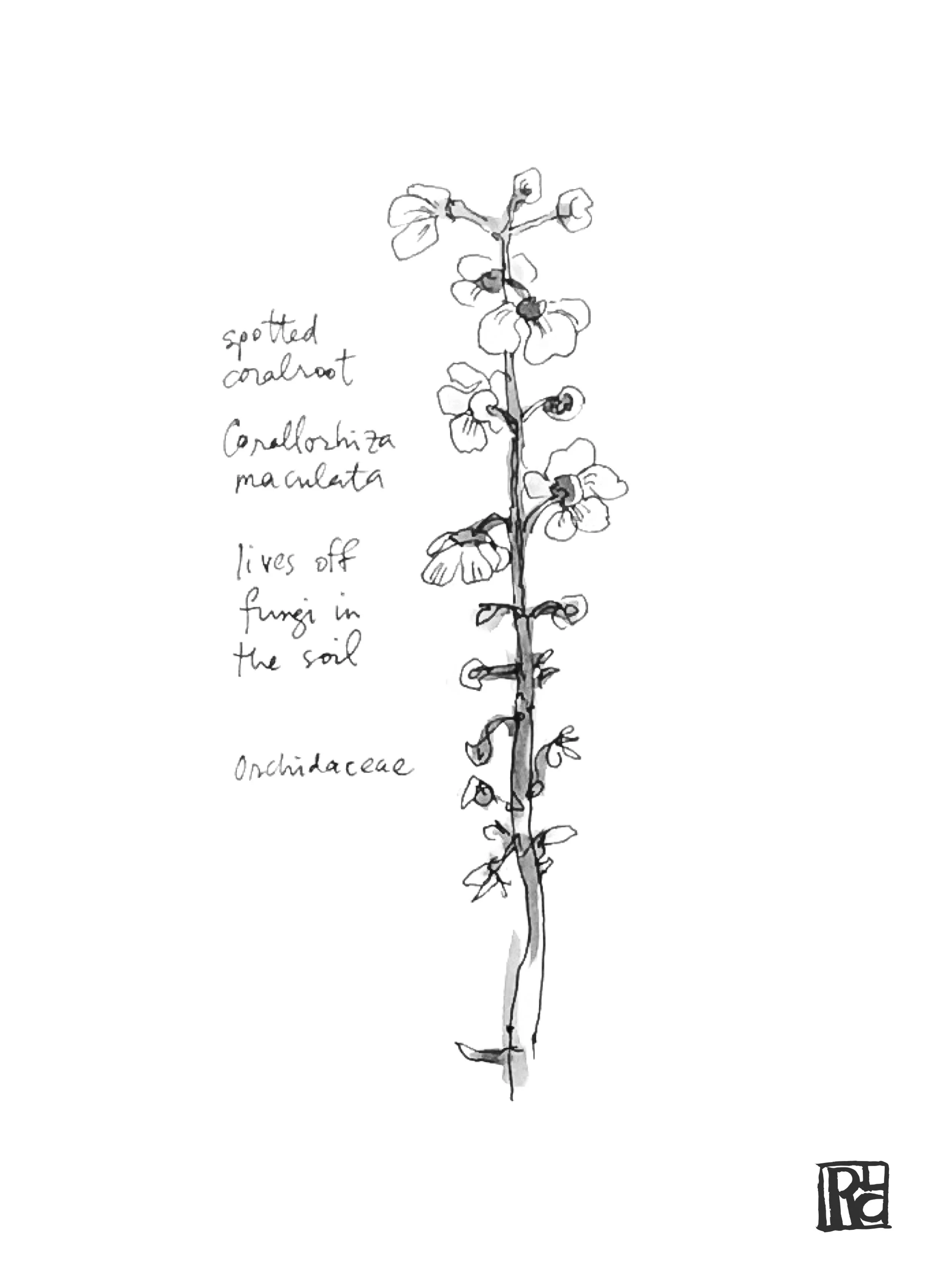 RC-spotted coralroot.jpg