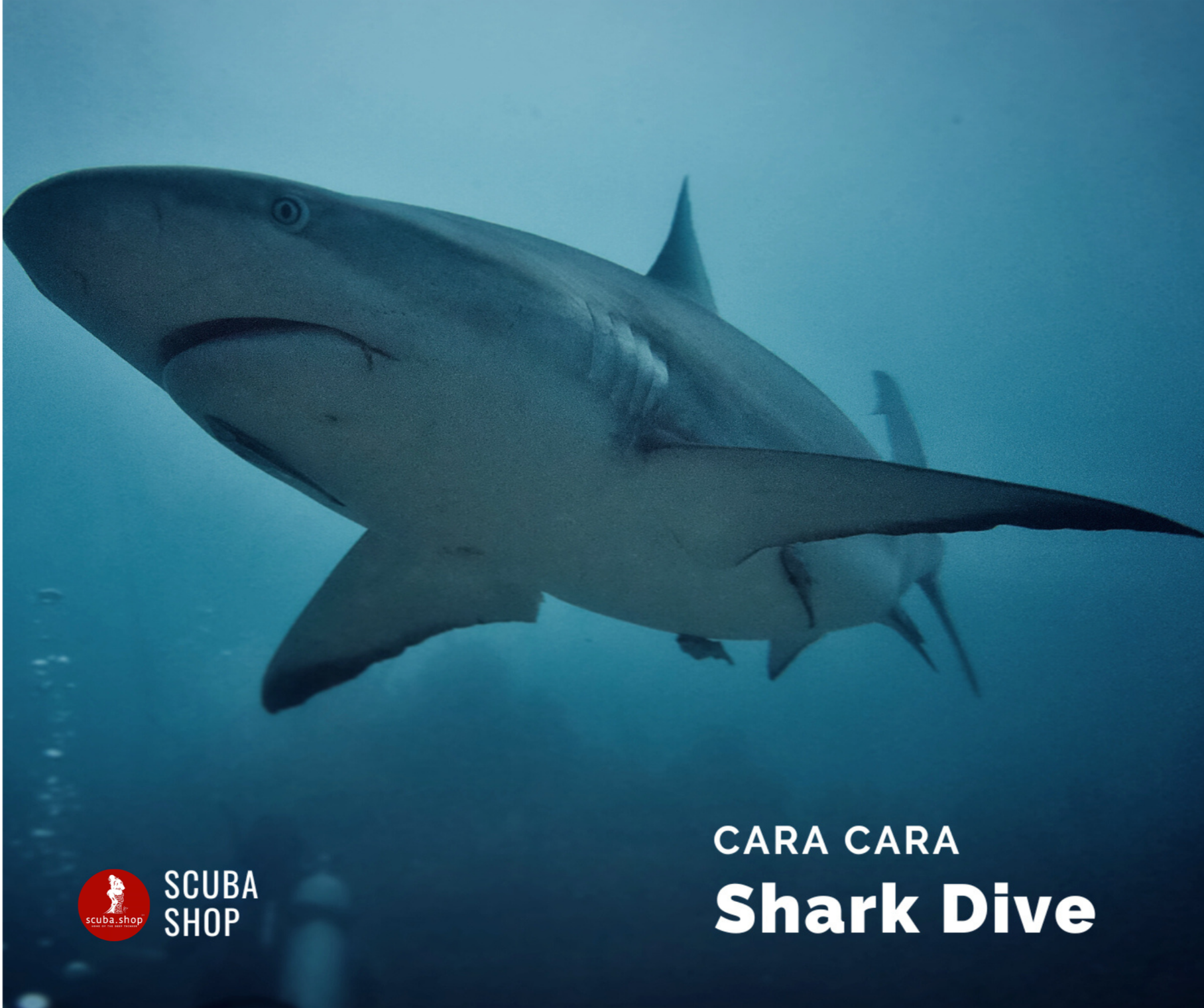 Roatan Shark Dive