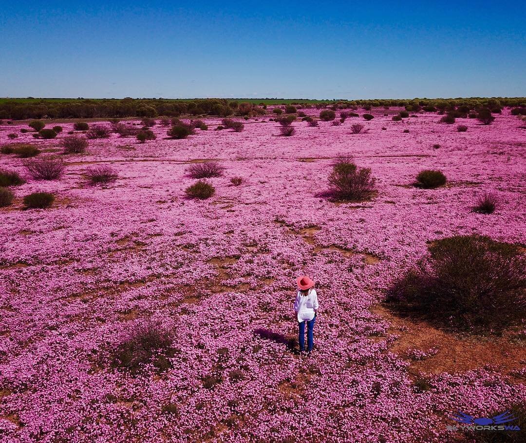Field of Pink Skyworks WA Wildflowers
