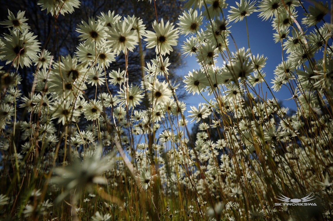 Wildflowers Western Australia Mellenbye Skyworks WA