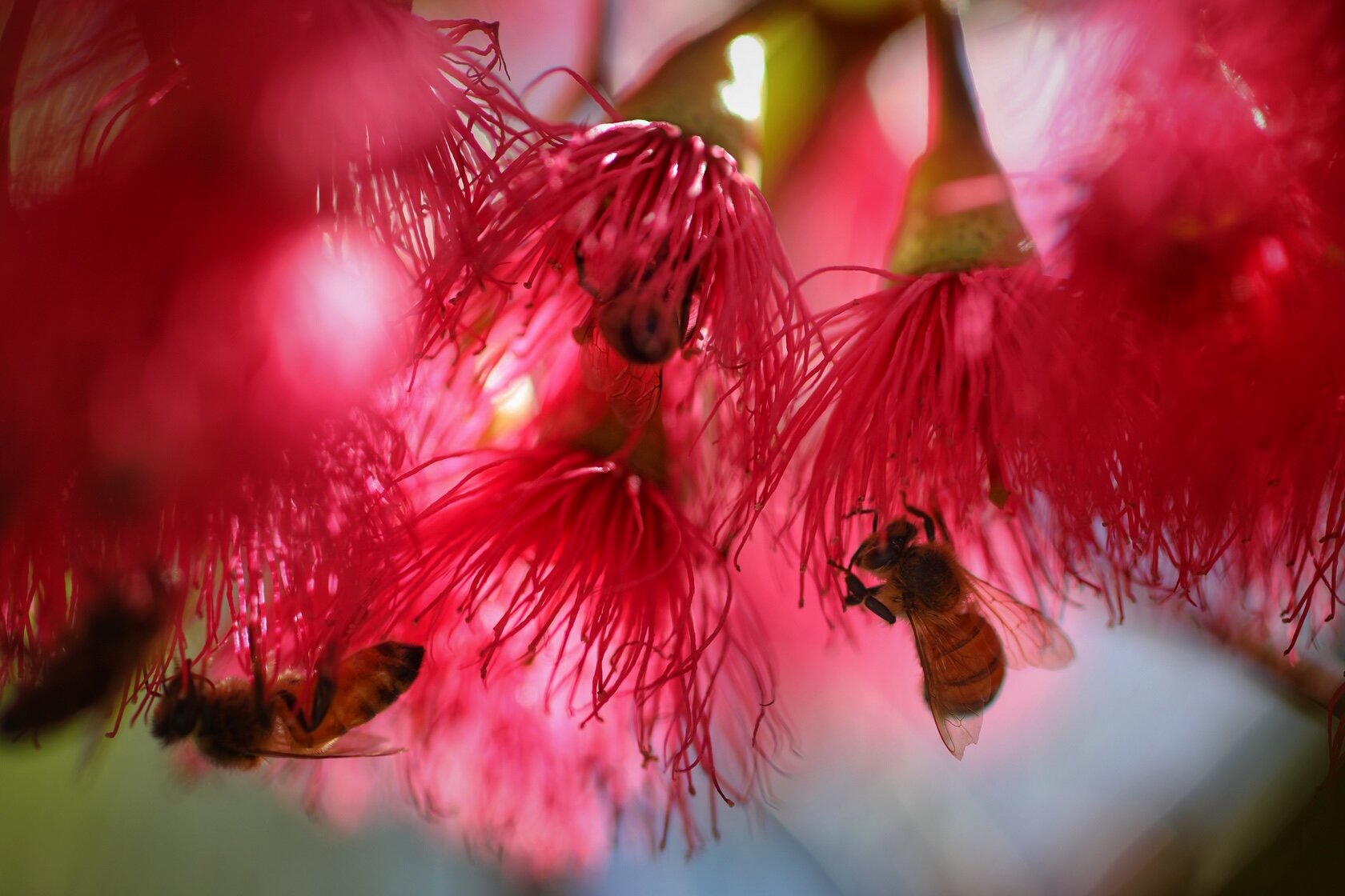 Wildflowers Western Australia Eucalyptus Bee Skyworks WA